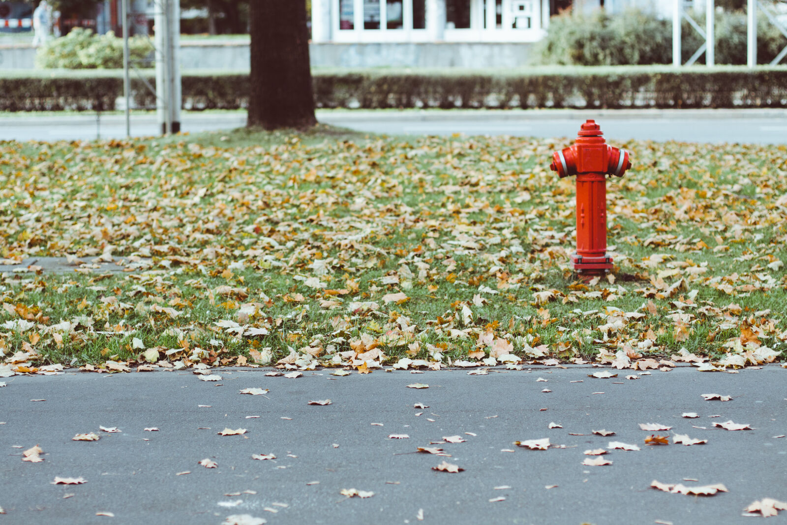 Canon EOS 50D + Canon EF 50mm F1.4 USM sample photo. Fall, hydrant, leaves photography