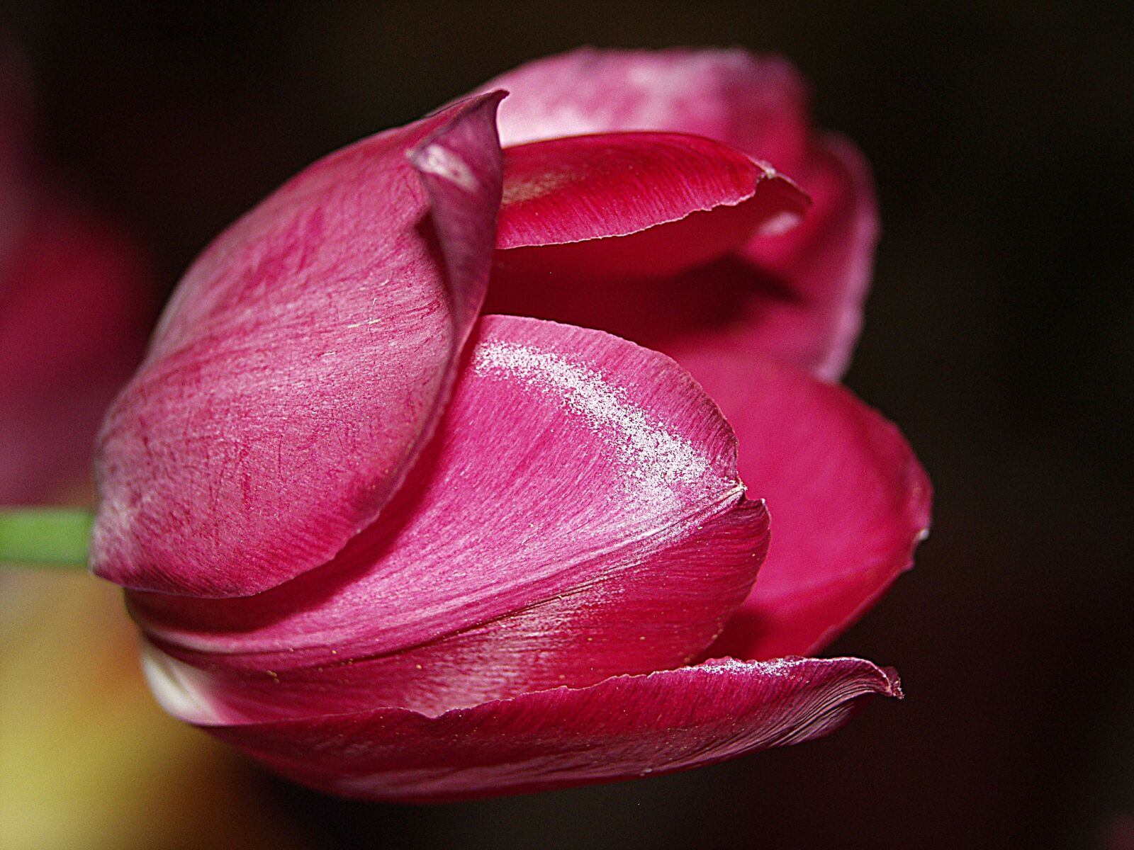 Olympus E-20,E-20N,E-20P sample photo. Tulip, pink, spring flowers photography