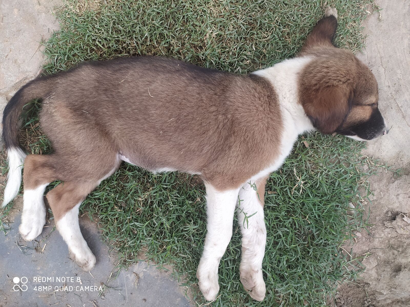 Xiaomi Redmi Note 8 sample photo. Dog, morning, village photography