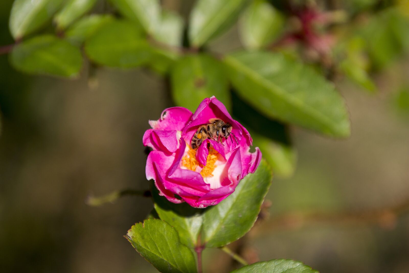 Canon EOS 700D (EOS Rebel T5i / EOS Kiss X7i) sample photo. Rosa, ornamental flower, garden photography