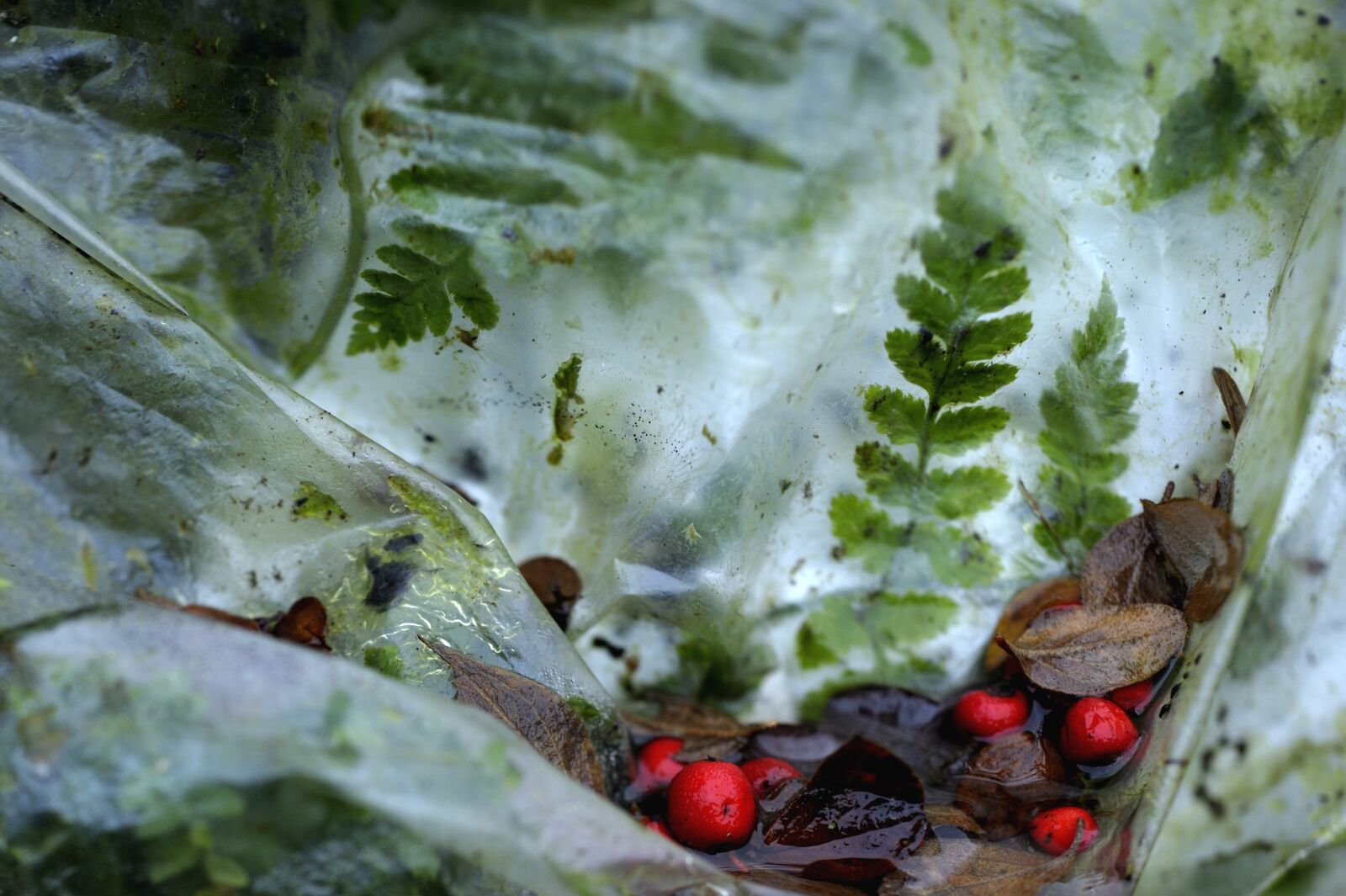 Nikon D3S sample photo. Leaves, red berries, dead photography