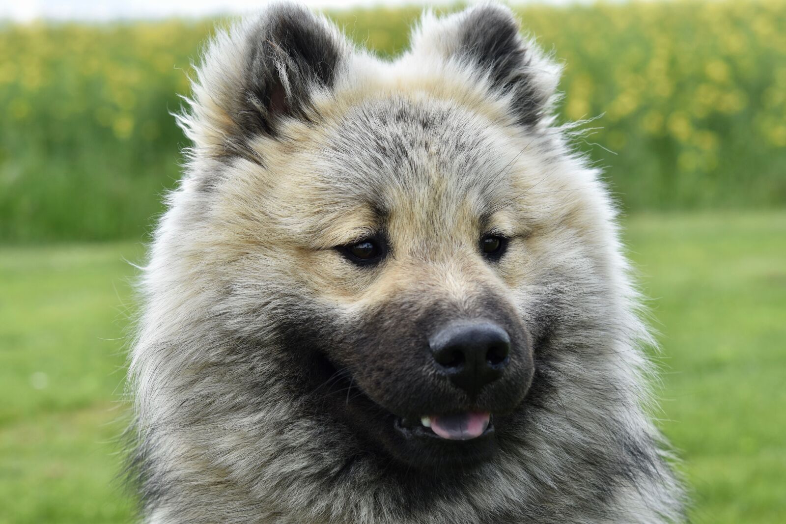 Nikon D5600 sample photo. Dog, young dog eurasier photography