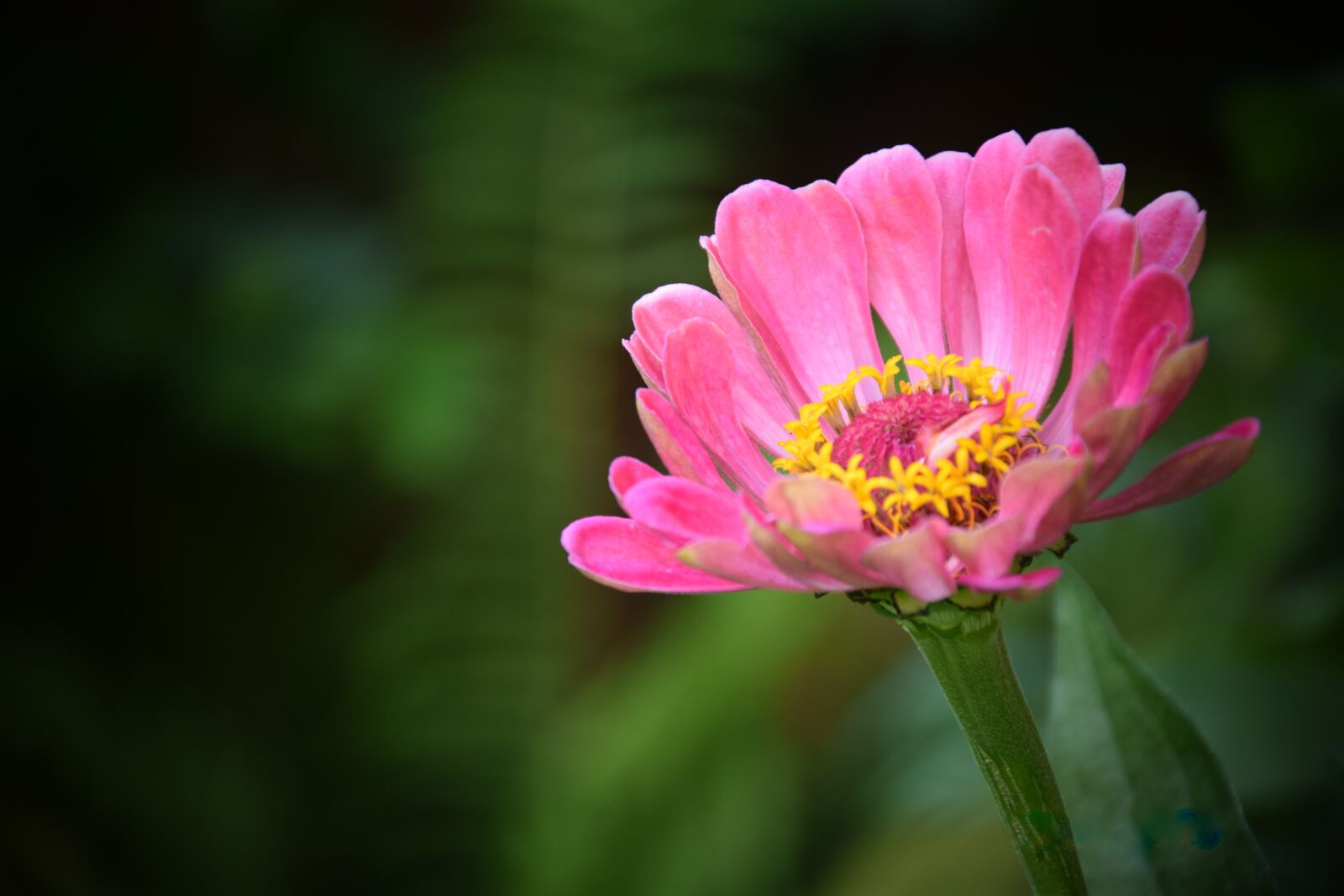 Nikon D5300 sample photo. Flower, pink, flowers photography