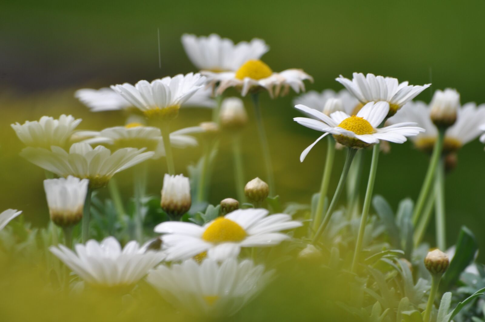 Nikon D5000 sample photo. Flowers, margueritte, marguerittes photography