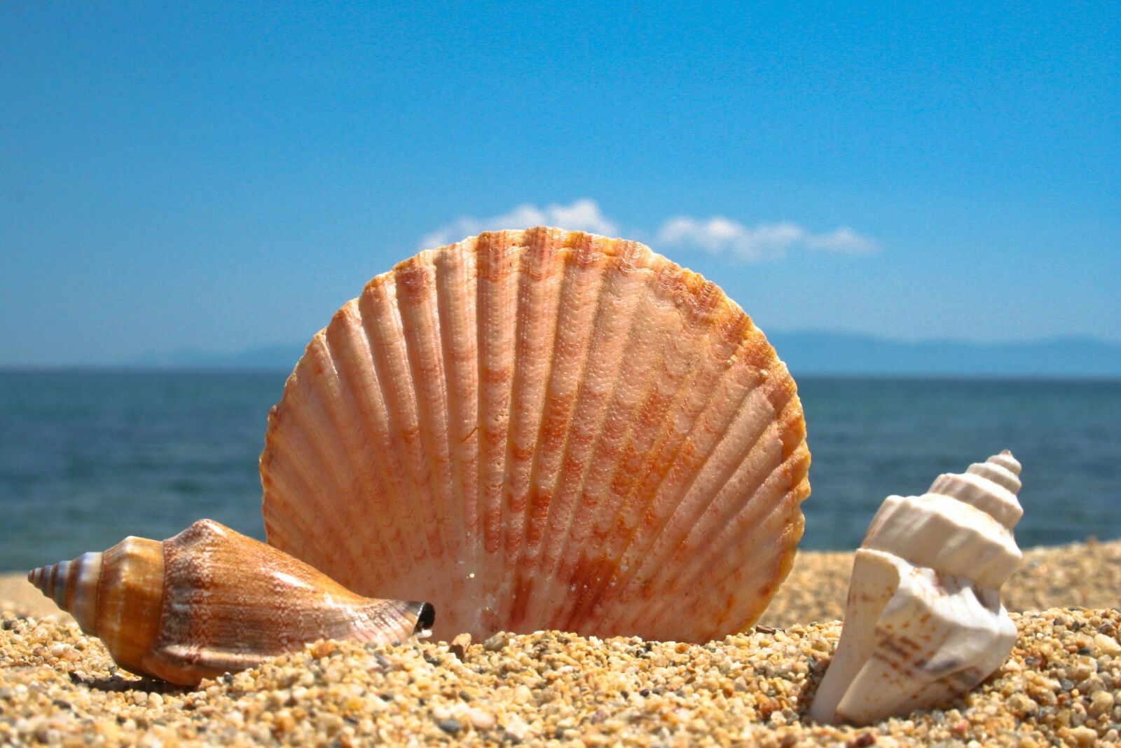 Canon EOS 350D (EOS Digital Rebel XT / EOS Kiss Digital N) sample photo. Seashell, beach, sea photography