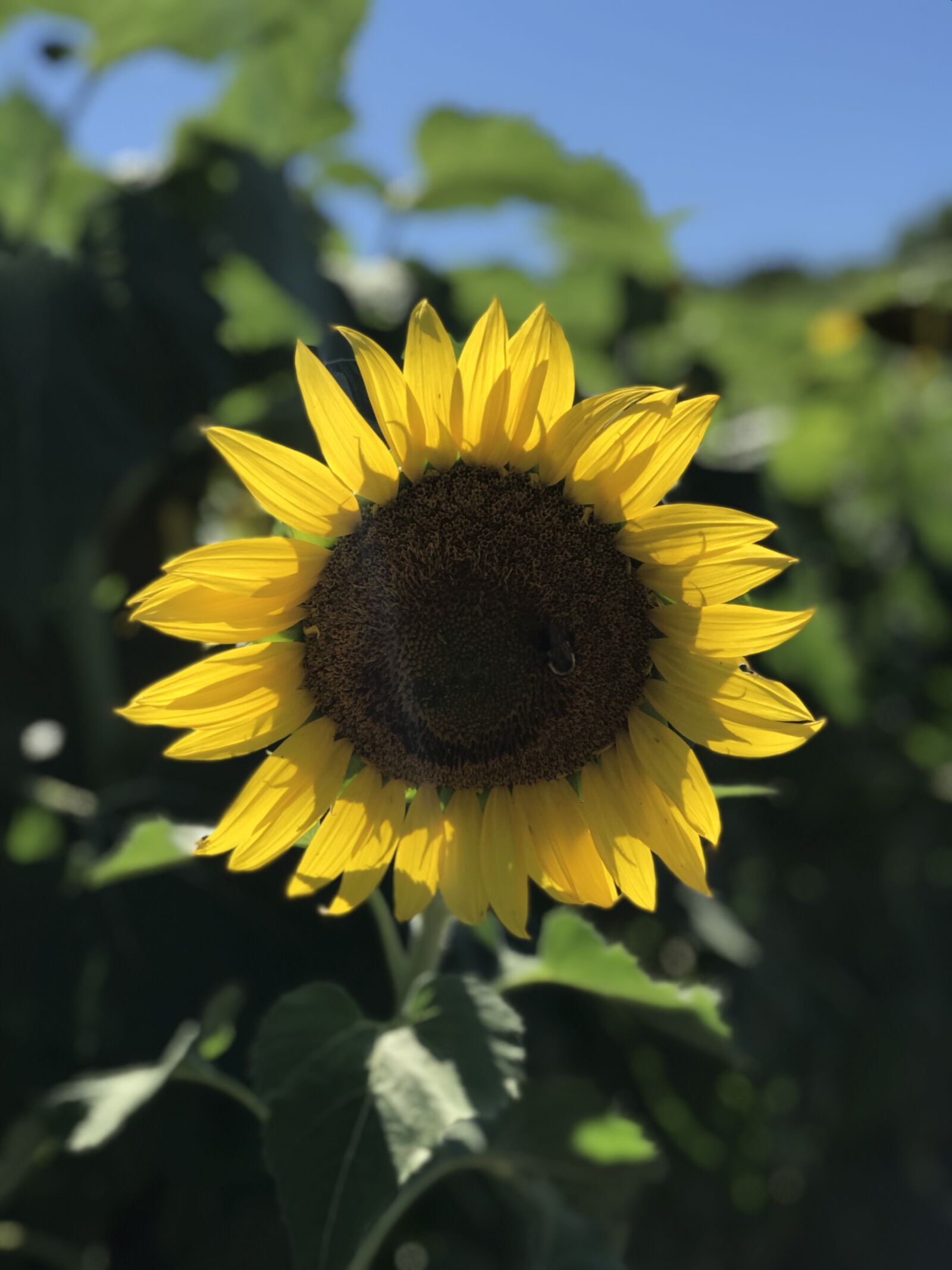 Apple iPhone 7 Plus sample photo. Sunflower, flower, field photography