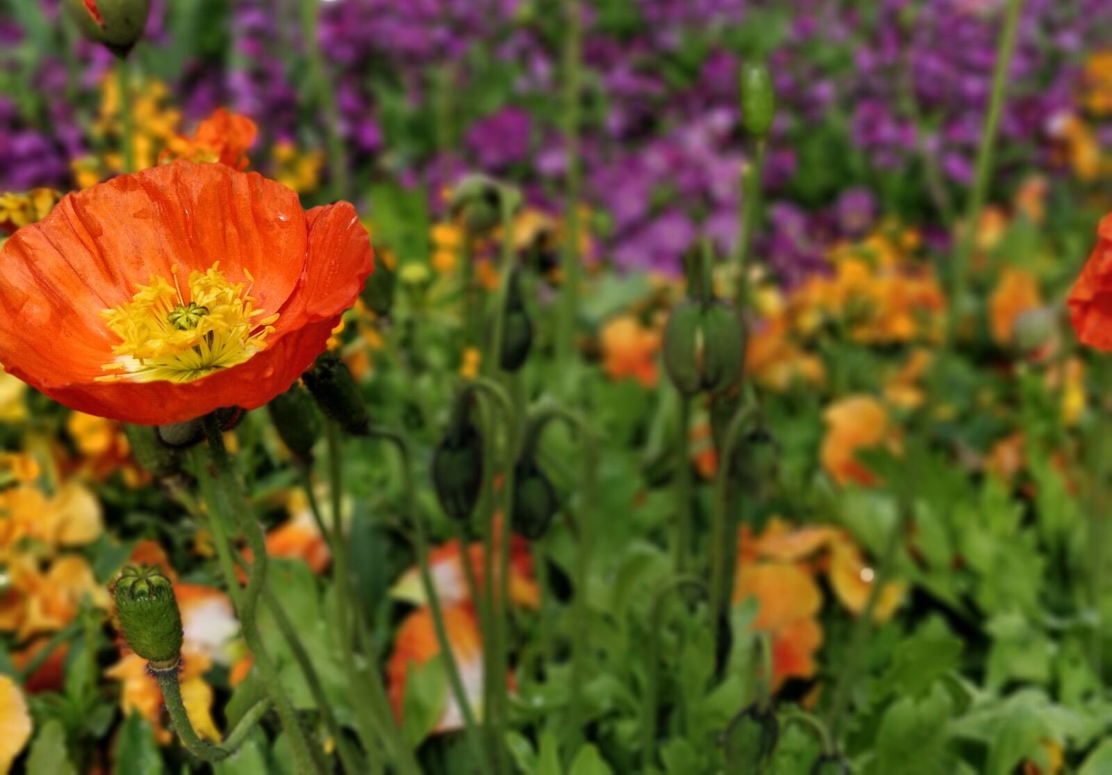OnePlus 5 sample photo. Flower, flower meadow, nature photography