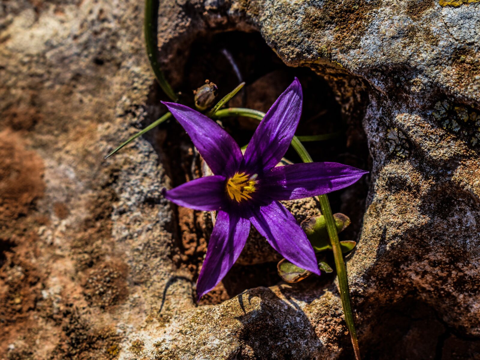 Nikon D3300 sample photo. Flower, wildflower, purple photography