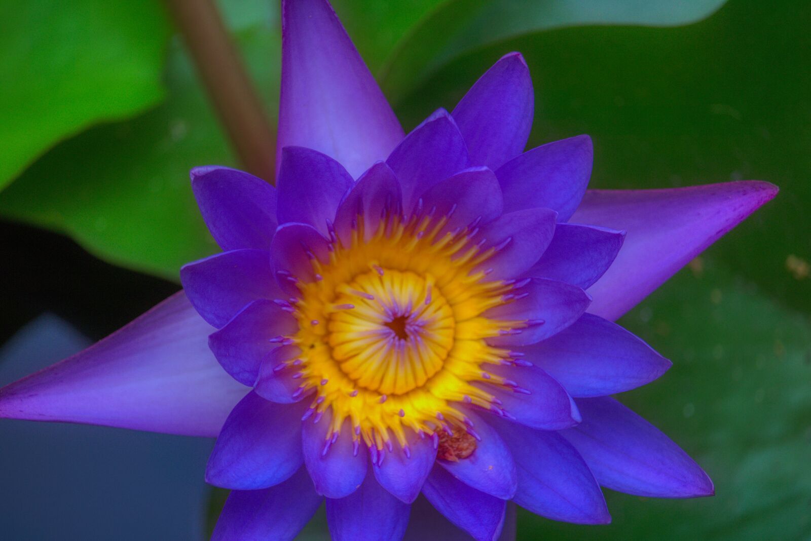 Canon EF-S 55-250mm F4-5.6 IS STM sample photo. Lotus, bloom, pink photography