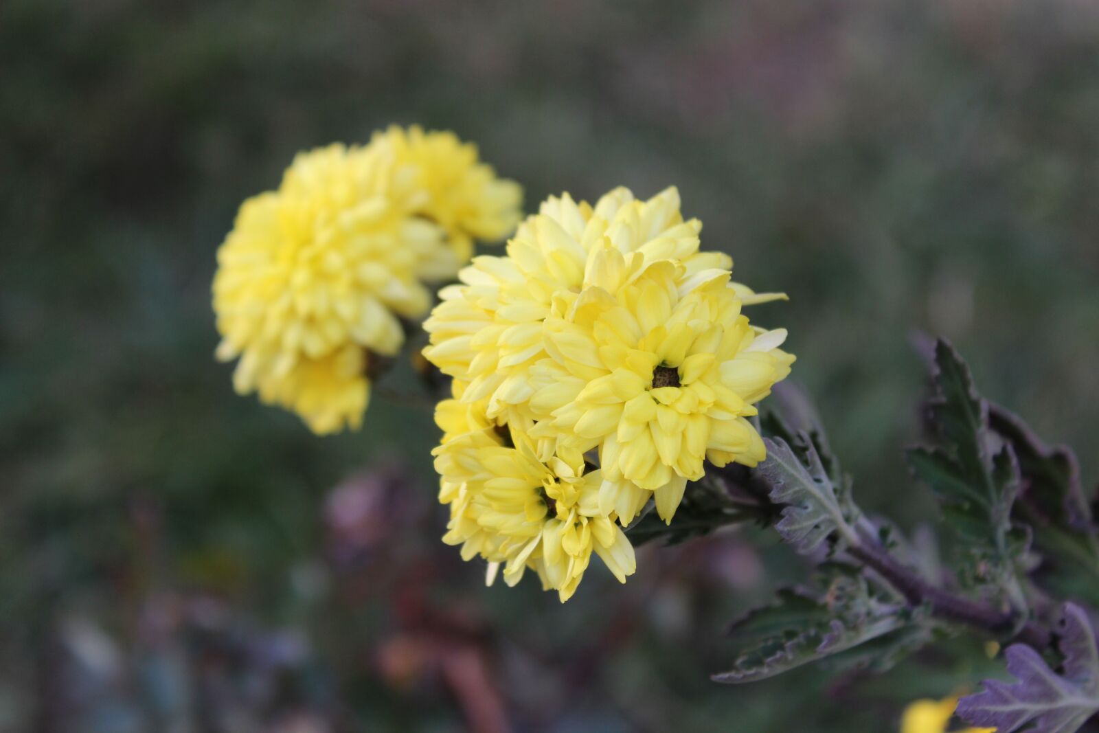 Canon EOS 600D (Rebel EOS T3i / EOS Kiss X5) sample photo. Flowers, flowers field, a photography