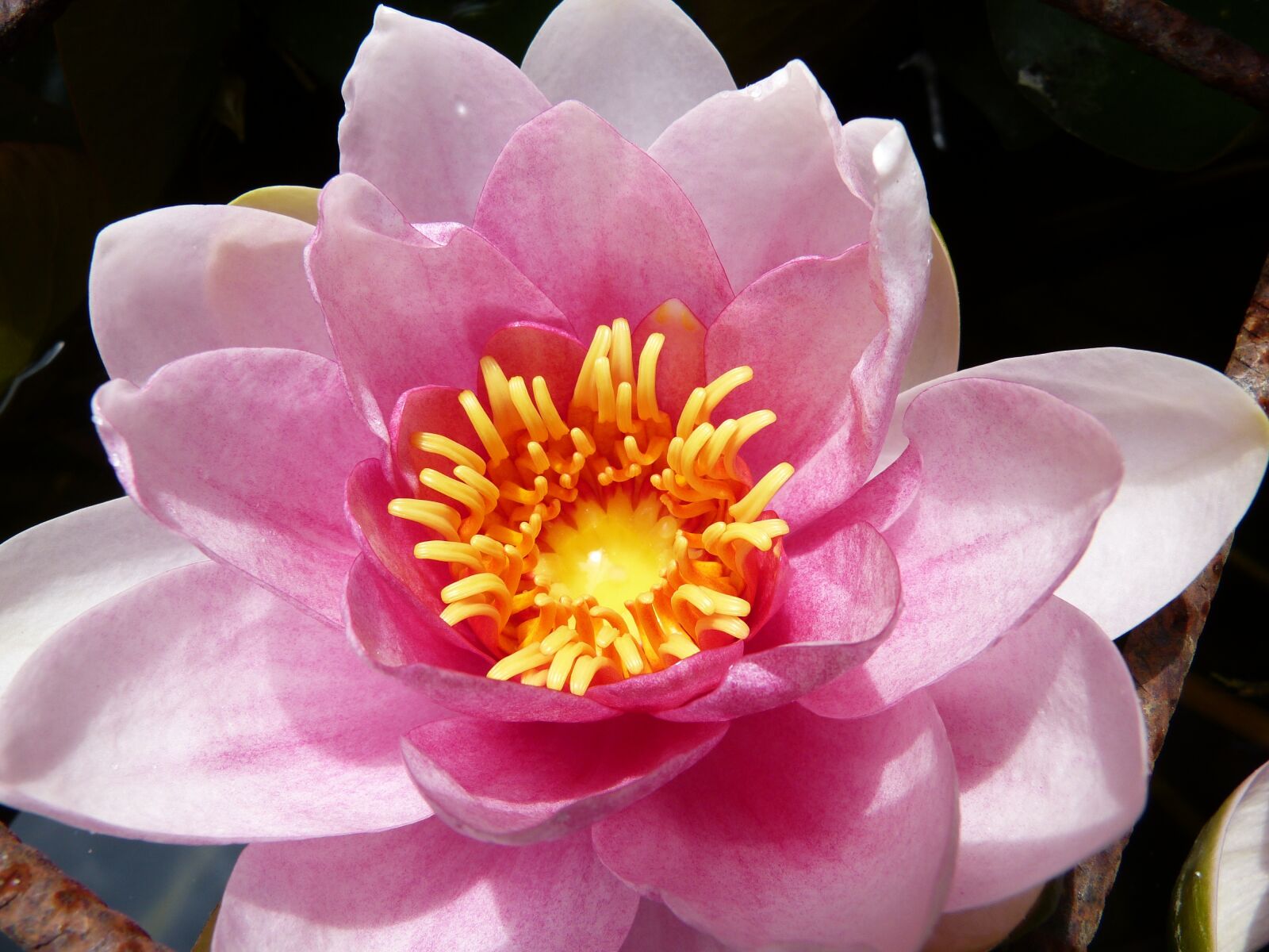 Panasonic Lumix DMC-FZ150 sample photo. Water lily, pink, aquatic photography