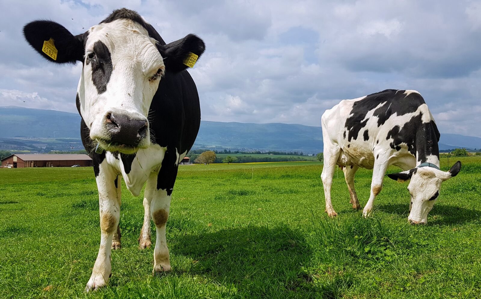 Samsung Galaxy S8 sample photo. Cows, cow, field photography