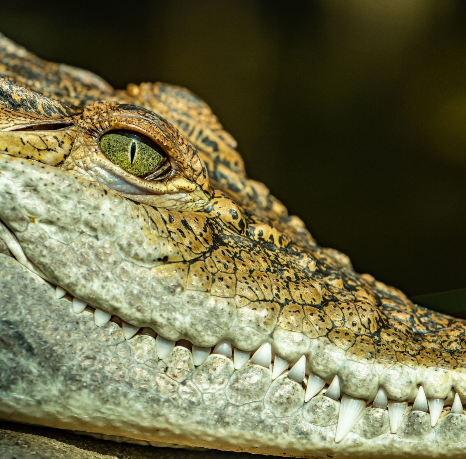 Nikon D850 sample photo. Crocodile, eye, skin photography