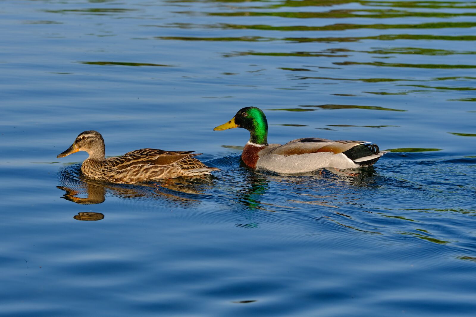 Fujifilm XF 80mm F2.8 R LM OIS WR Macro sample photo. Nature, duck, river photography