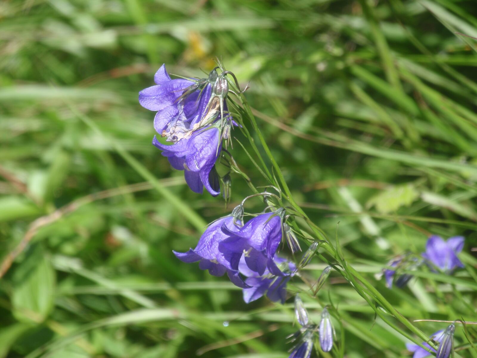 Olympus u1010,S1010 sample photo. Meadow bell, flower, nature photography