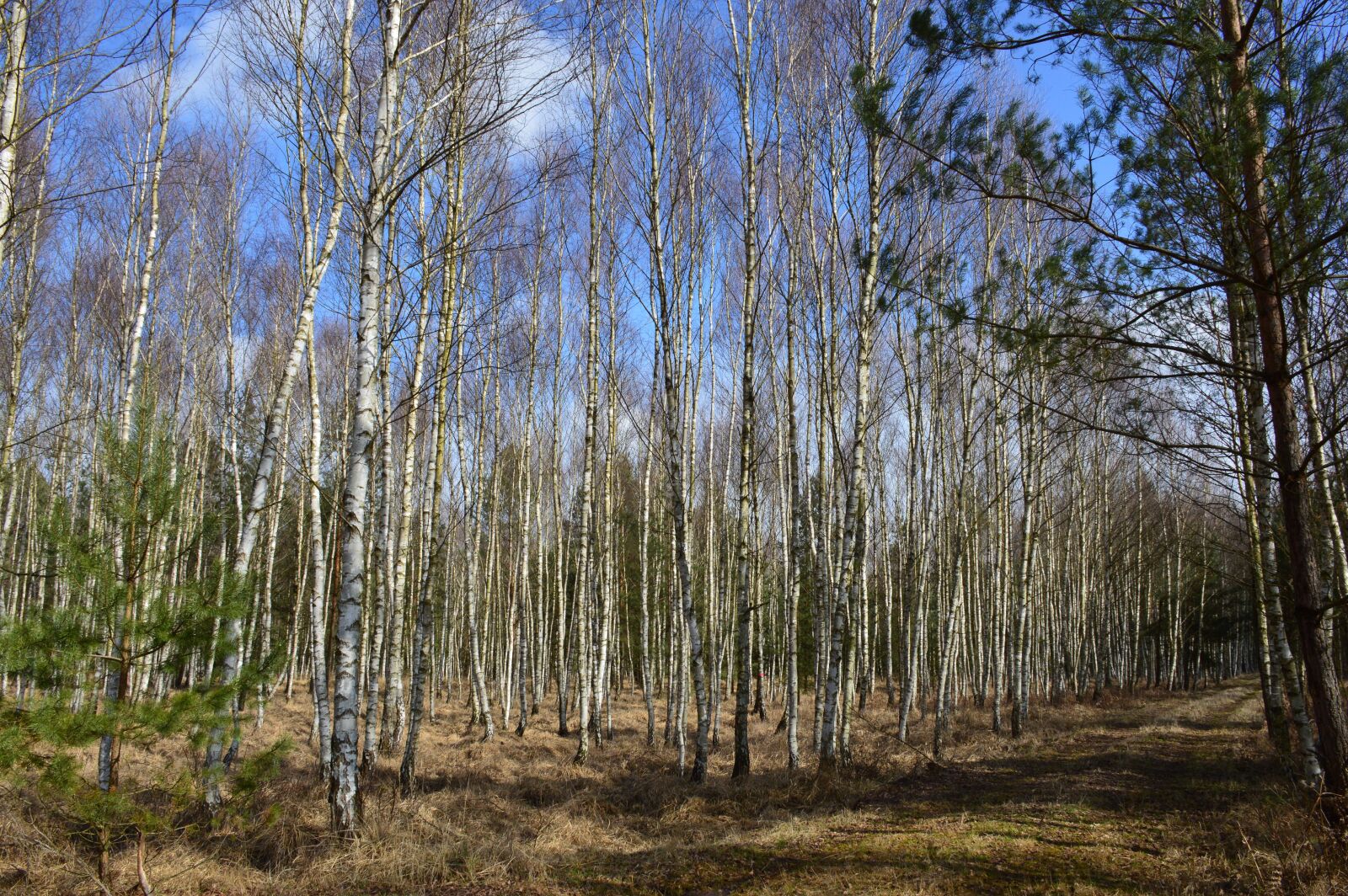 Nikon D3200 sample photo. Forest, nature, birch photography