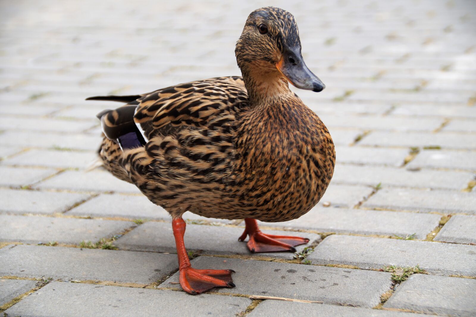 Sony SLT-A58 sample photo. Duck, wild, water photography