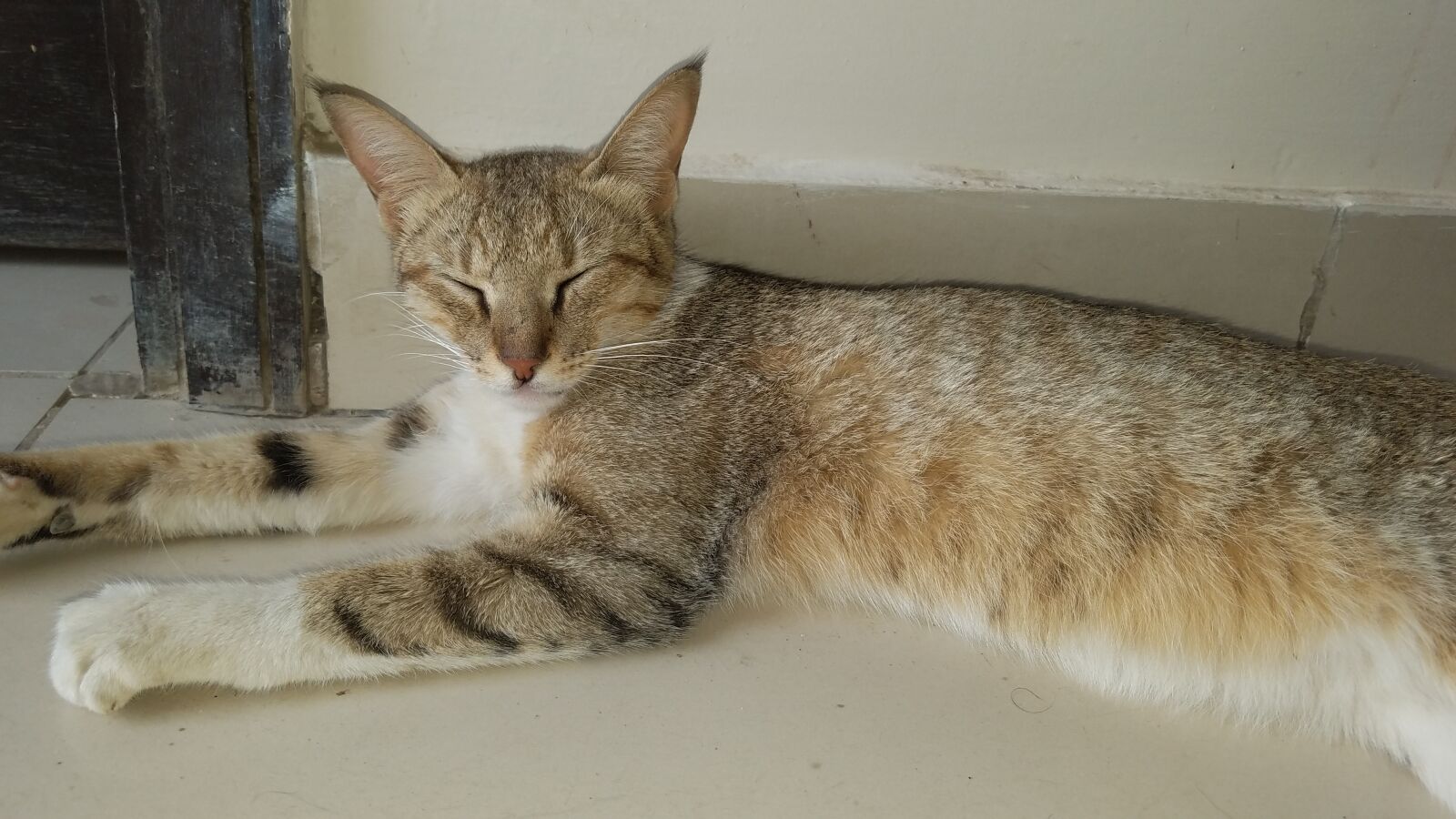 Samsung Galaxy S7 Edge sample photo. Cat, sleeping, rest photography