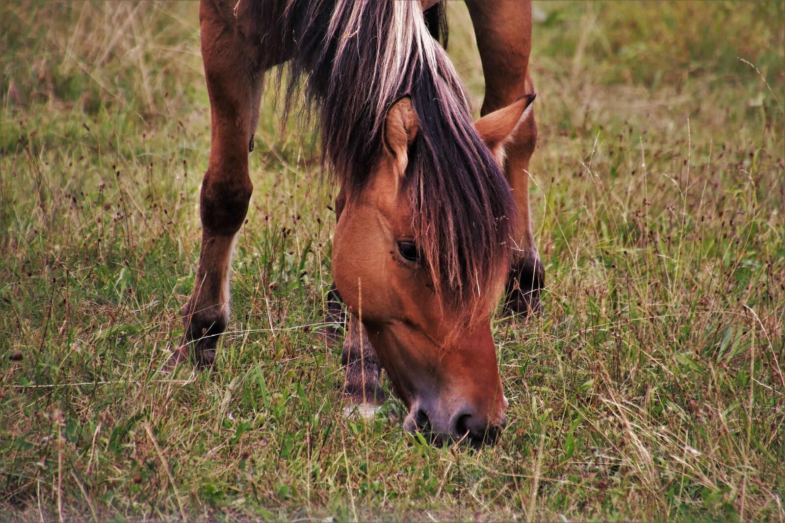 Canon EOS 80D sample photo. The mane, the horse photography
