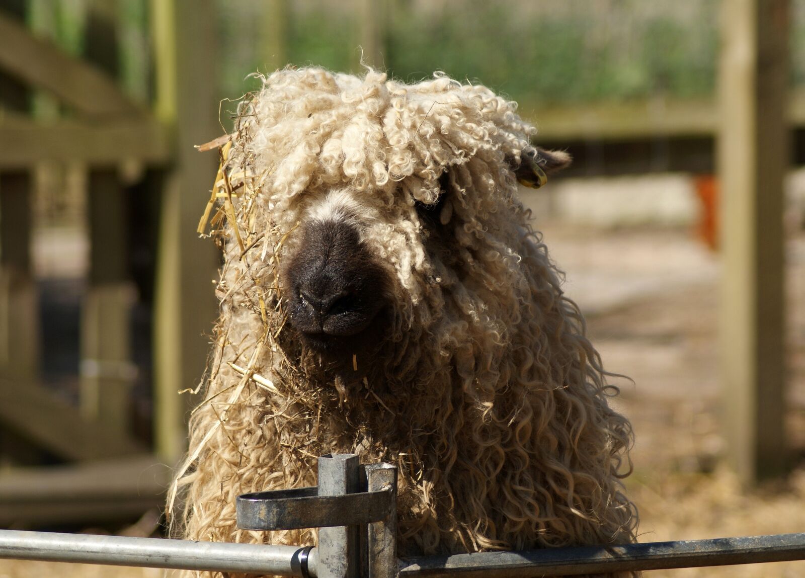 Sony Alpha DSLR-A300 sample photo. Animal, mammal, sheep photography
