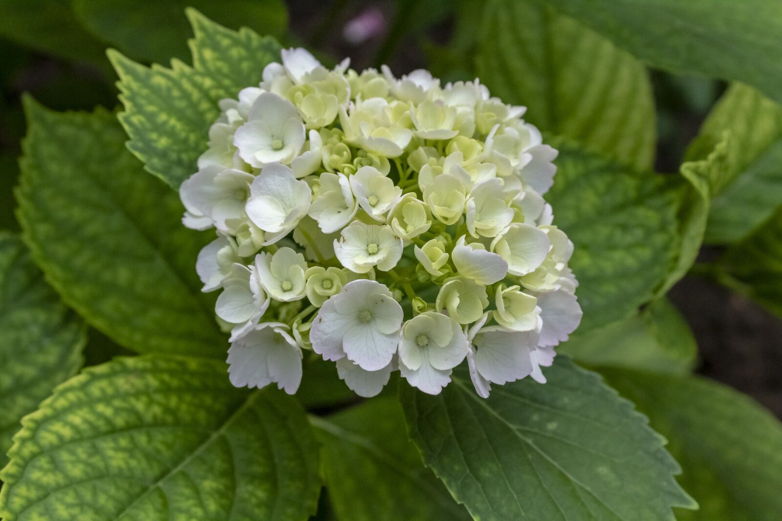 Canon EOS 1300D (EOS Rebel T6 / EOS Kiss X80) sample photo. Hydrangea, white, flower photography