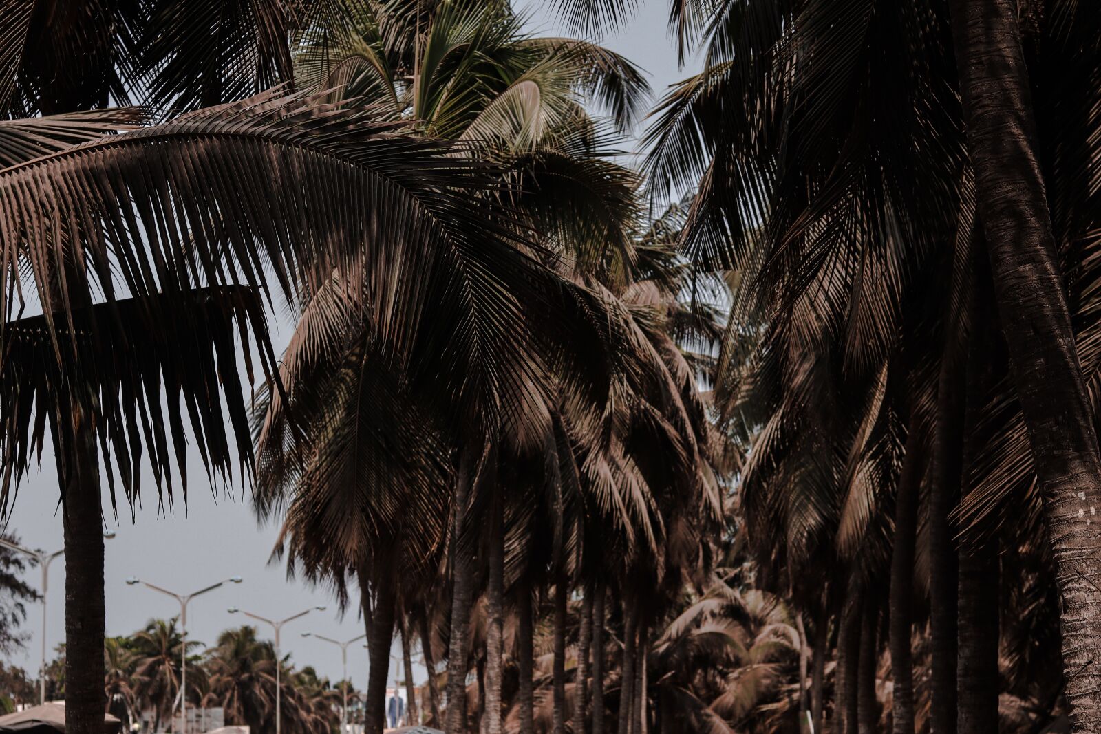 Canon EOS M50 (EOS Kiss M) + Canon EF 50mm F1.8 STM sample photo. Palm tress, beach, nature photography