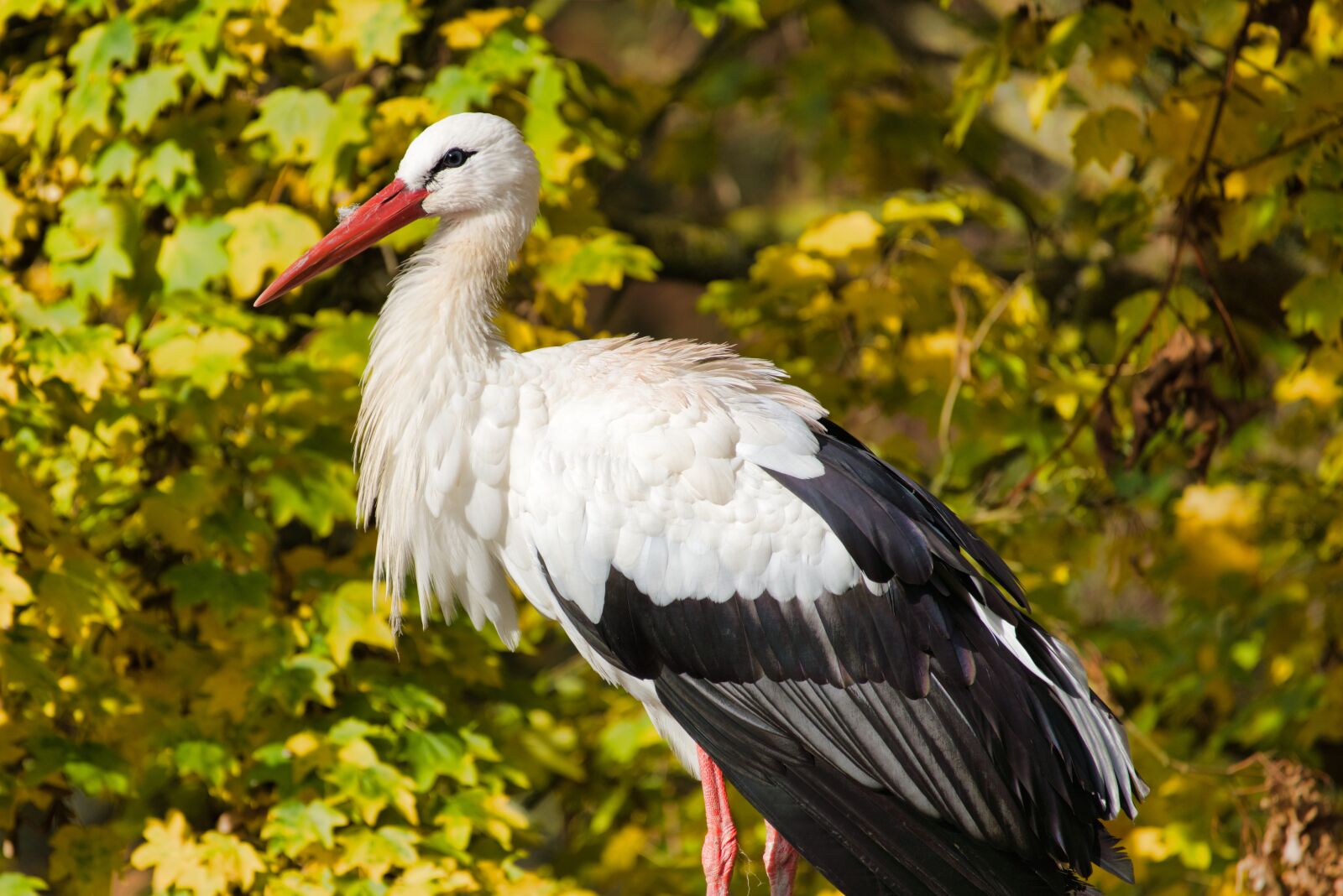 Sony a7R III sample photo. Stork, autumn, nature photography