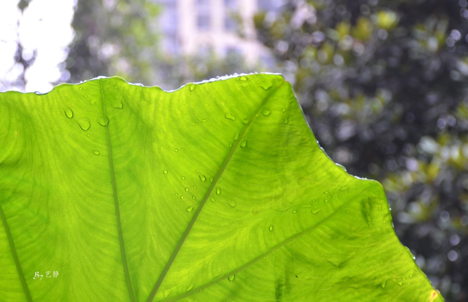 Nikon D7000 sample photo. Water droplets, leaf, light photography