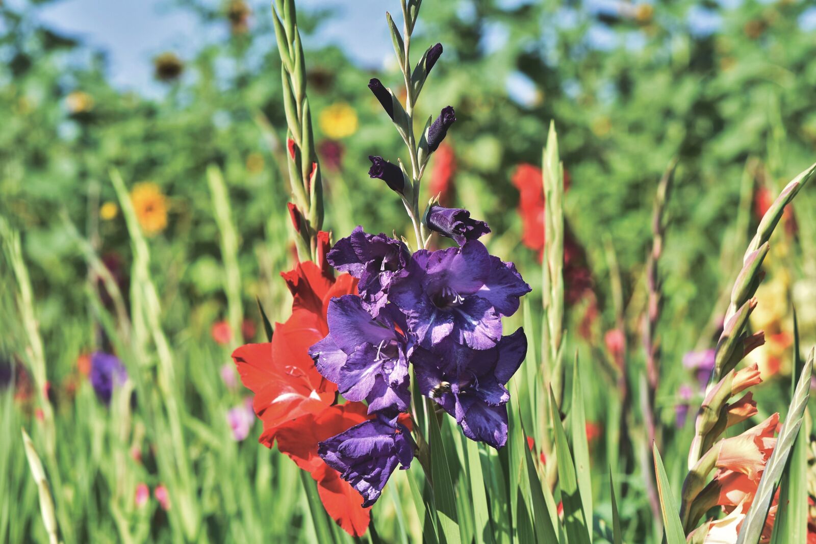 Nikon D7200 sample photo. Gladiolus, gladidus, butterfly greenhouse photography