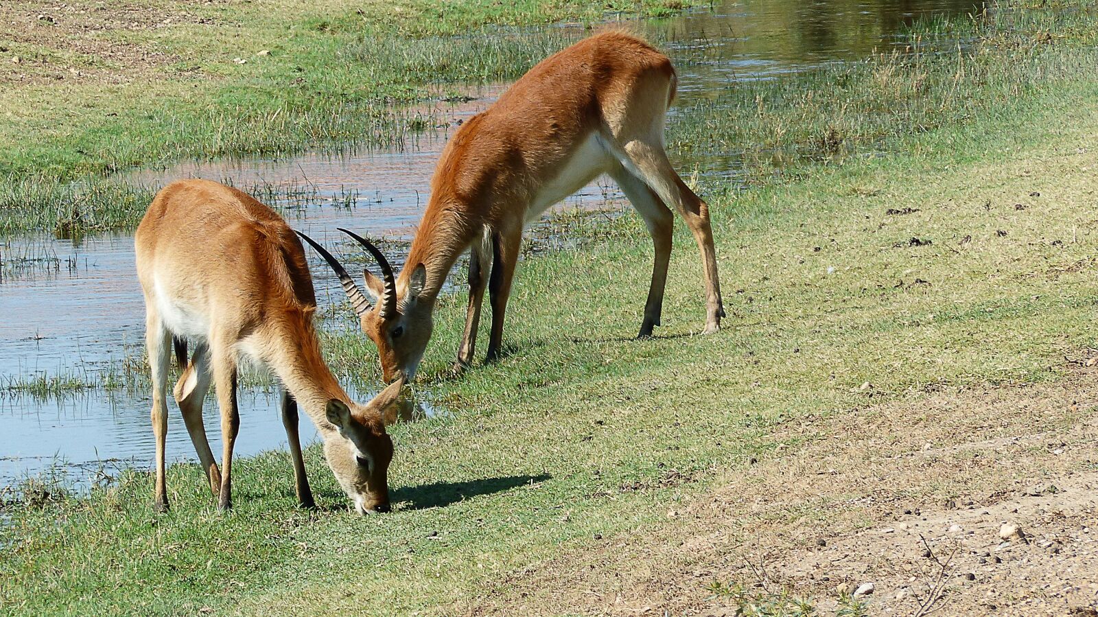 Panasonic Lumix DMC-FZ200 sample photo. Antelopes, animals, water photography