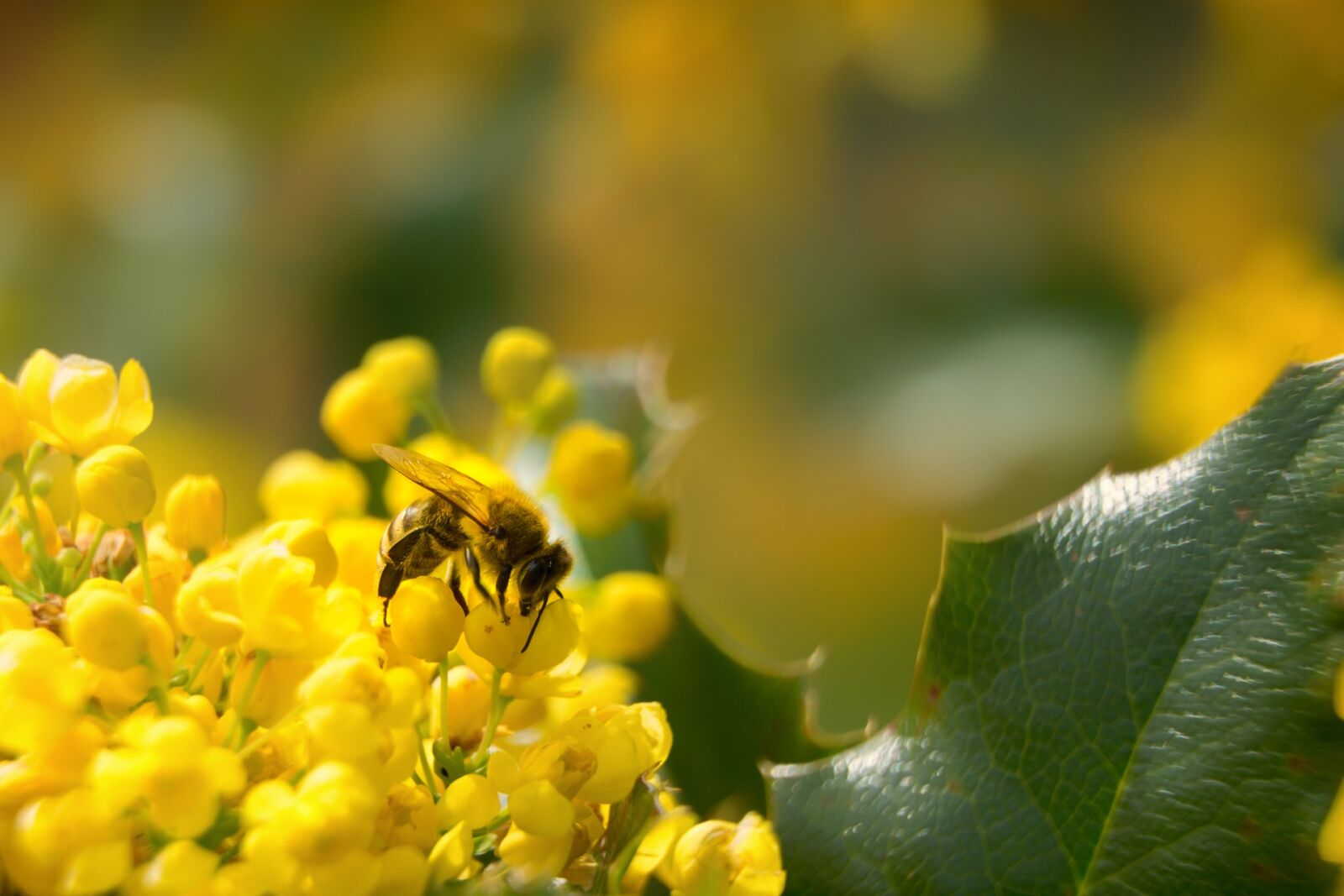 Sony a6000 + Sony E PZ 18-105mm F4 G OSS sample photo. Garden, berlin, nature photography