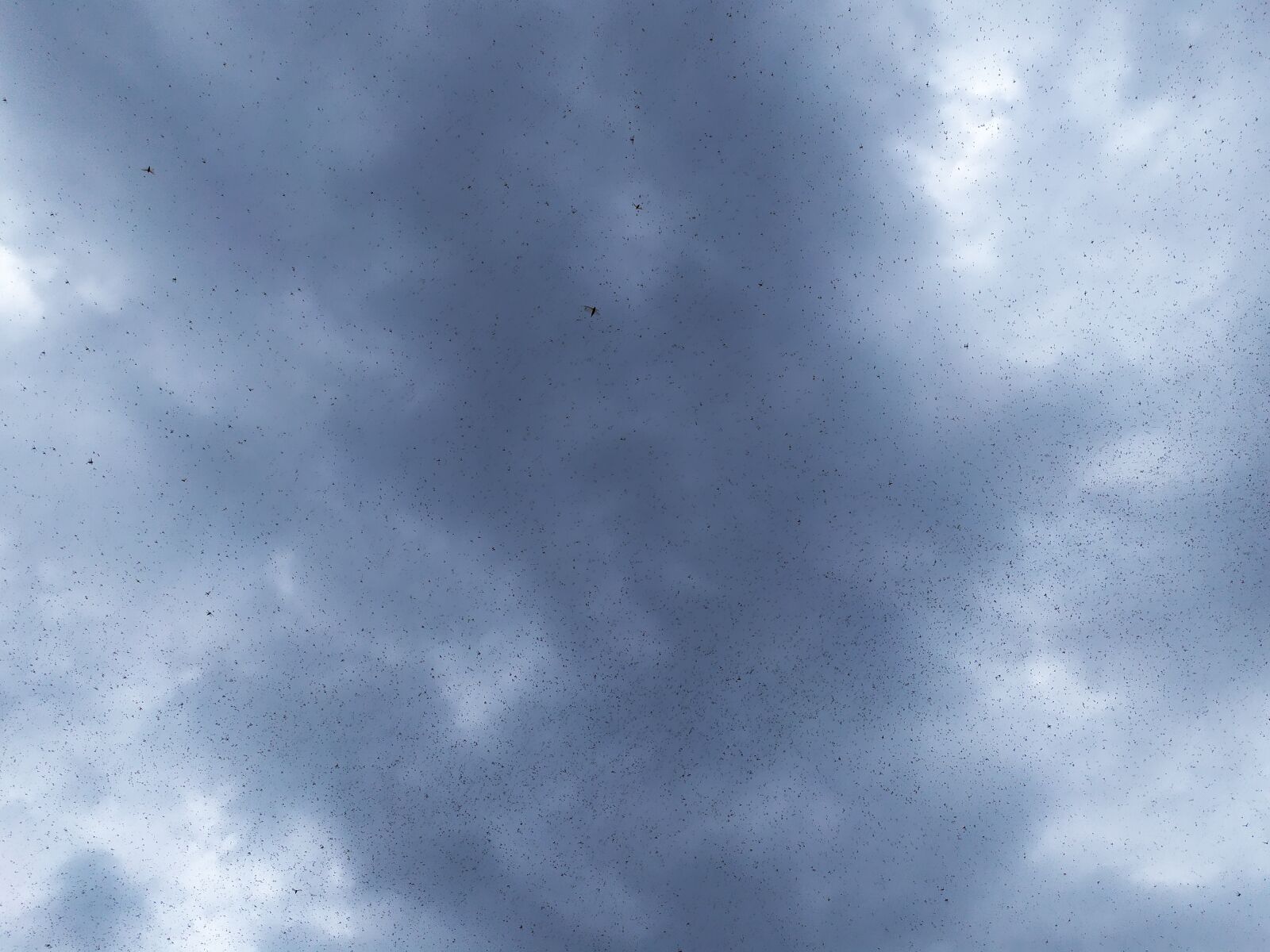 Xiaomi Redmi Note 7 sample photo. Loctus, sky, green photography