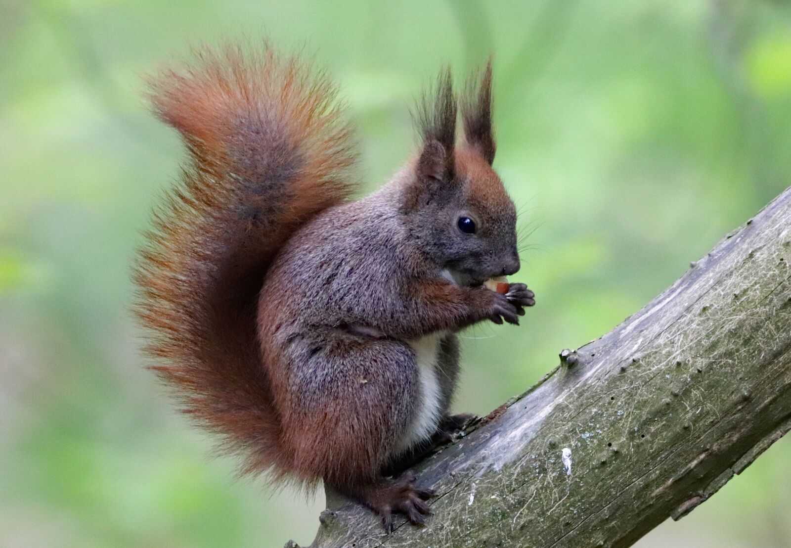 Canon EOS 77D (EOS 9000D / EOS 770D) sample photo. The squirrel, sitting, branch photography