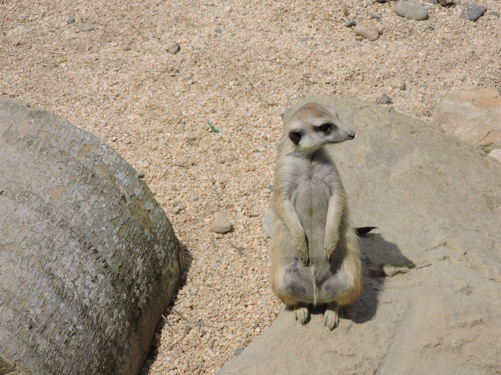 Nikon Coolpix P530 sample photo. Surikato, animal, animals photography