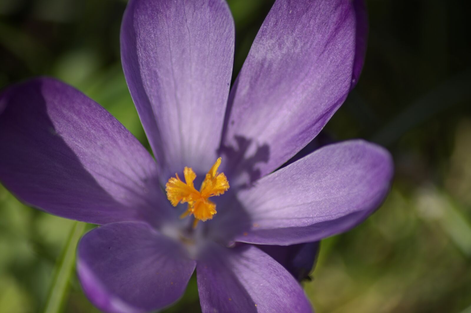 Canon EOS 500D (EOS Rebel T1i / EOS Kiss X3) sample photo. Flower, blossom, bloom photography