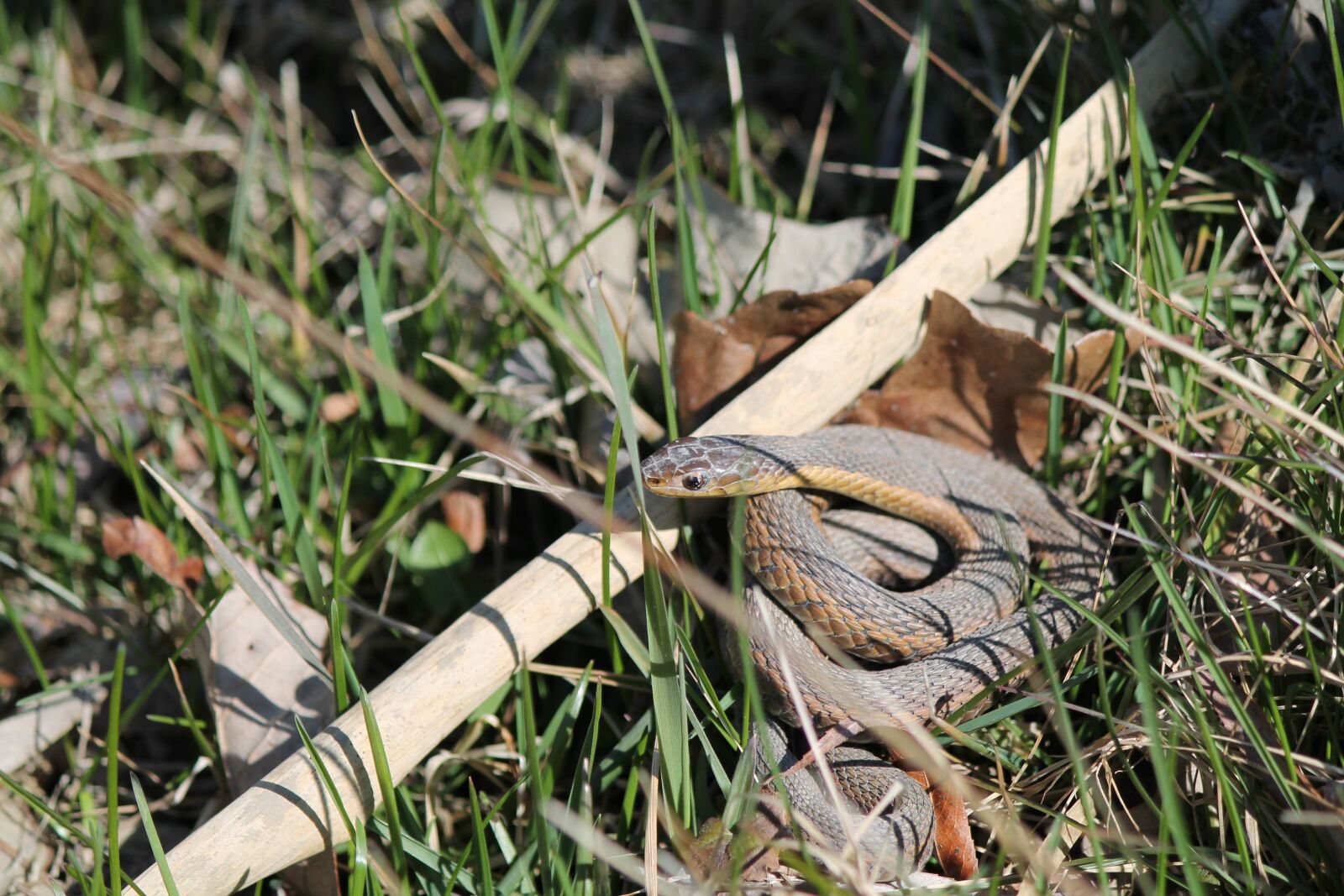Canon EOS 1100D (EOS Rebel T3 / EOS Kiss X50) sample photo. Snake, garter, reptile photography