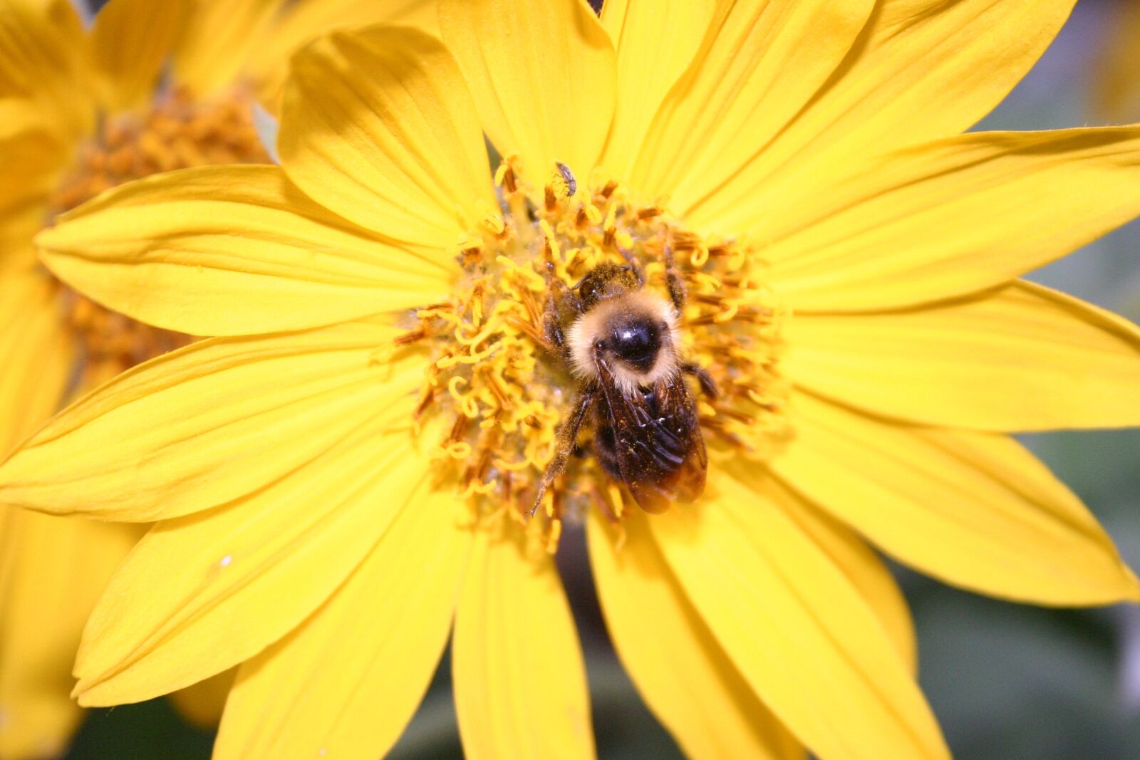 Canon EOS 300D (EOS Digital Rebel / EOS Kiss Digital) sample photo. Flower, sunflower, bee photography