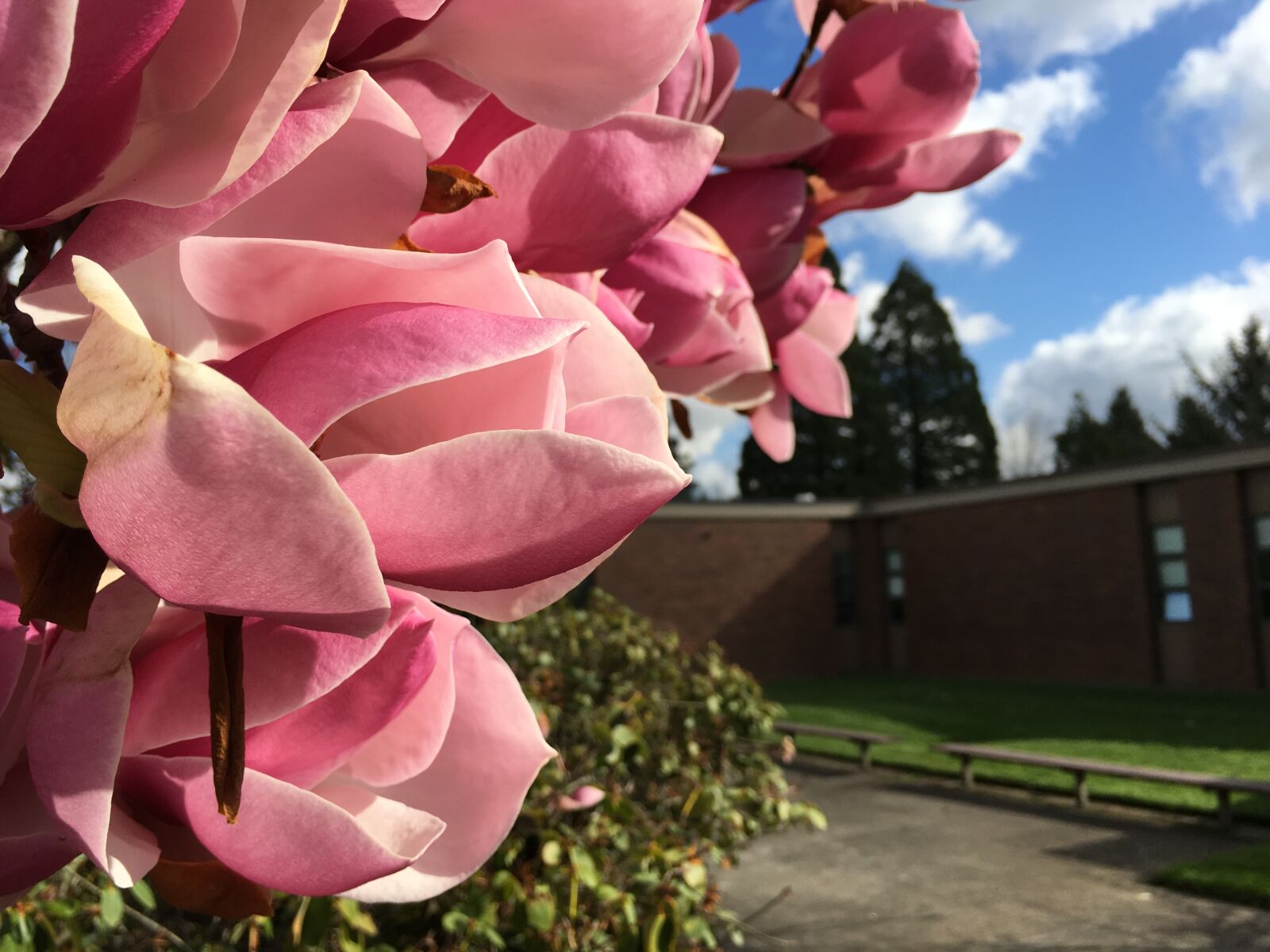 Apple iPhone 6s sample photo. Clouds, courtyard, flower, grass photography