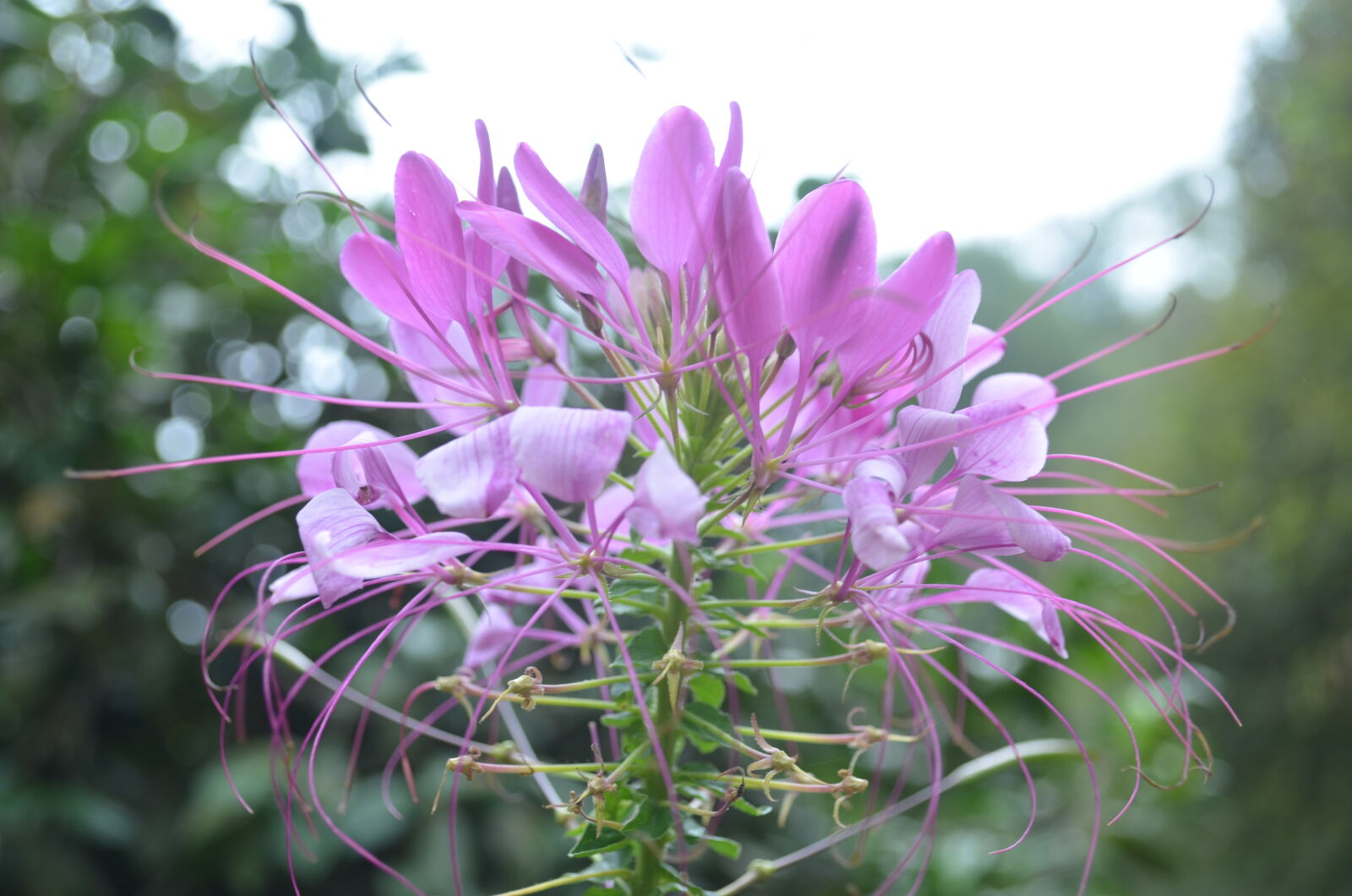 Nikon D5100 sample photo. Flower, garden, ooty, violet photography