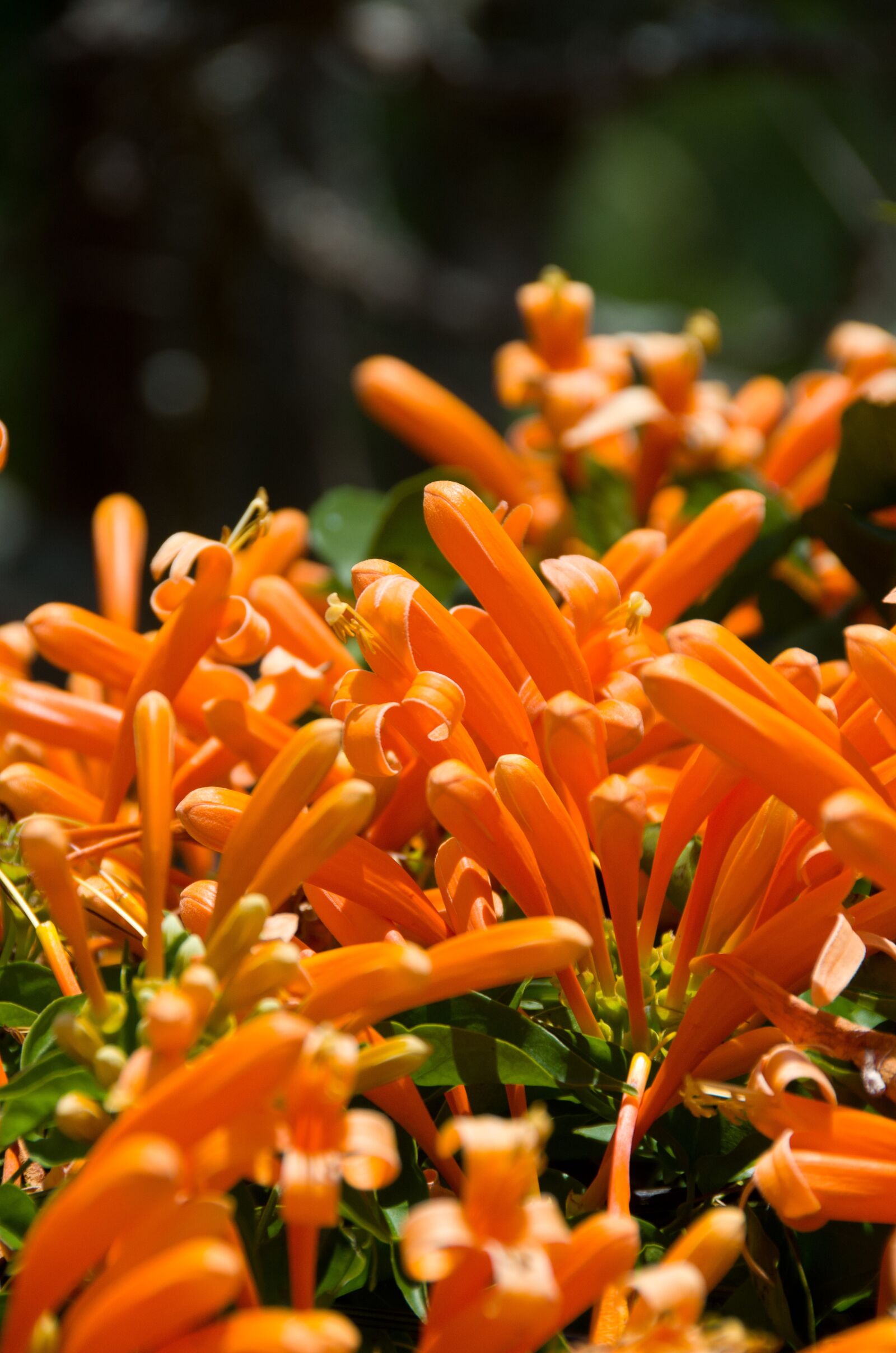 Nikon D7000 sample photo. Orange, plant, garden photography