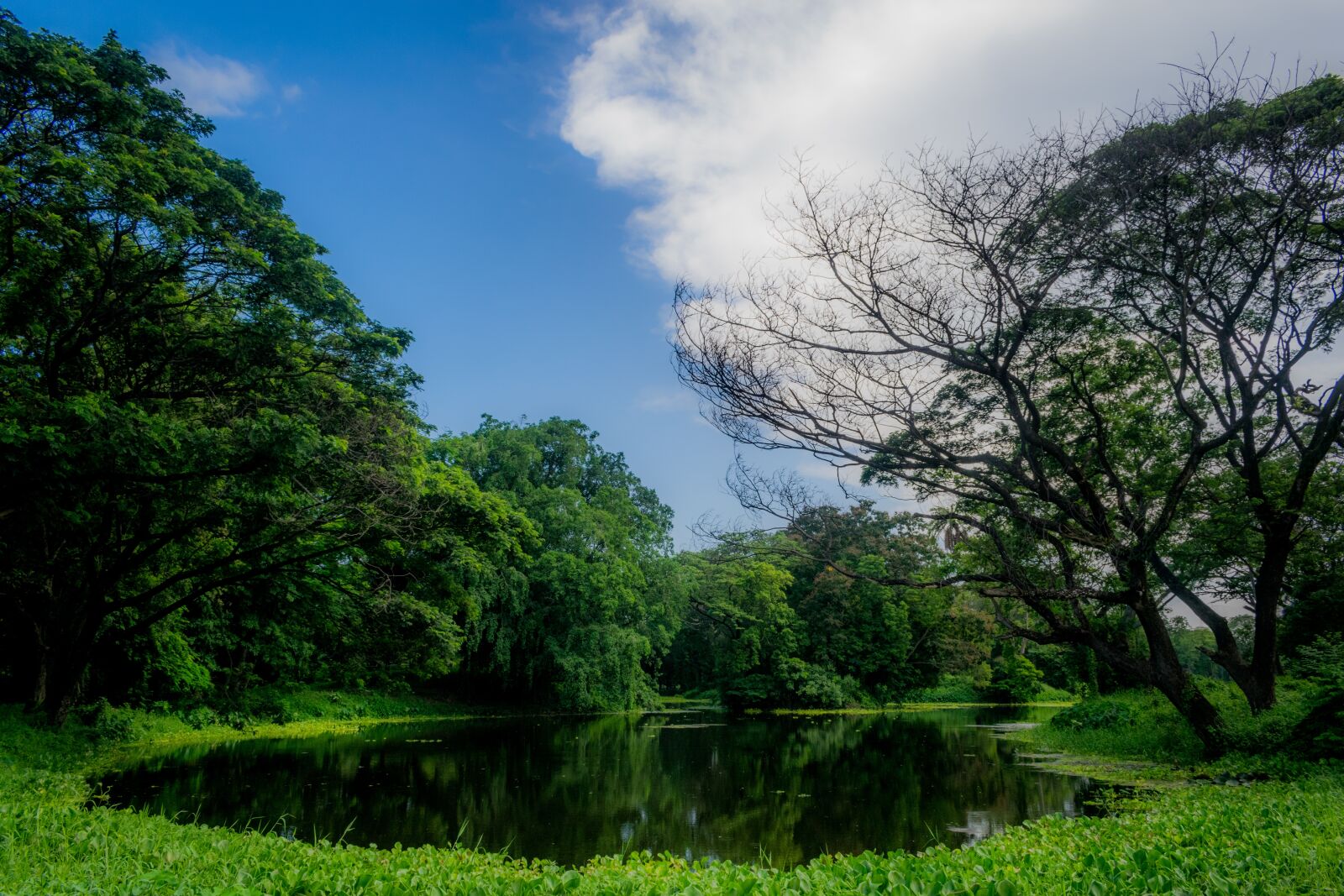 Nikon D3300 sample photo. Tree, nature, landscape photography