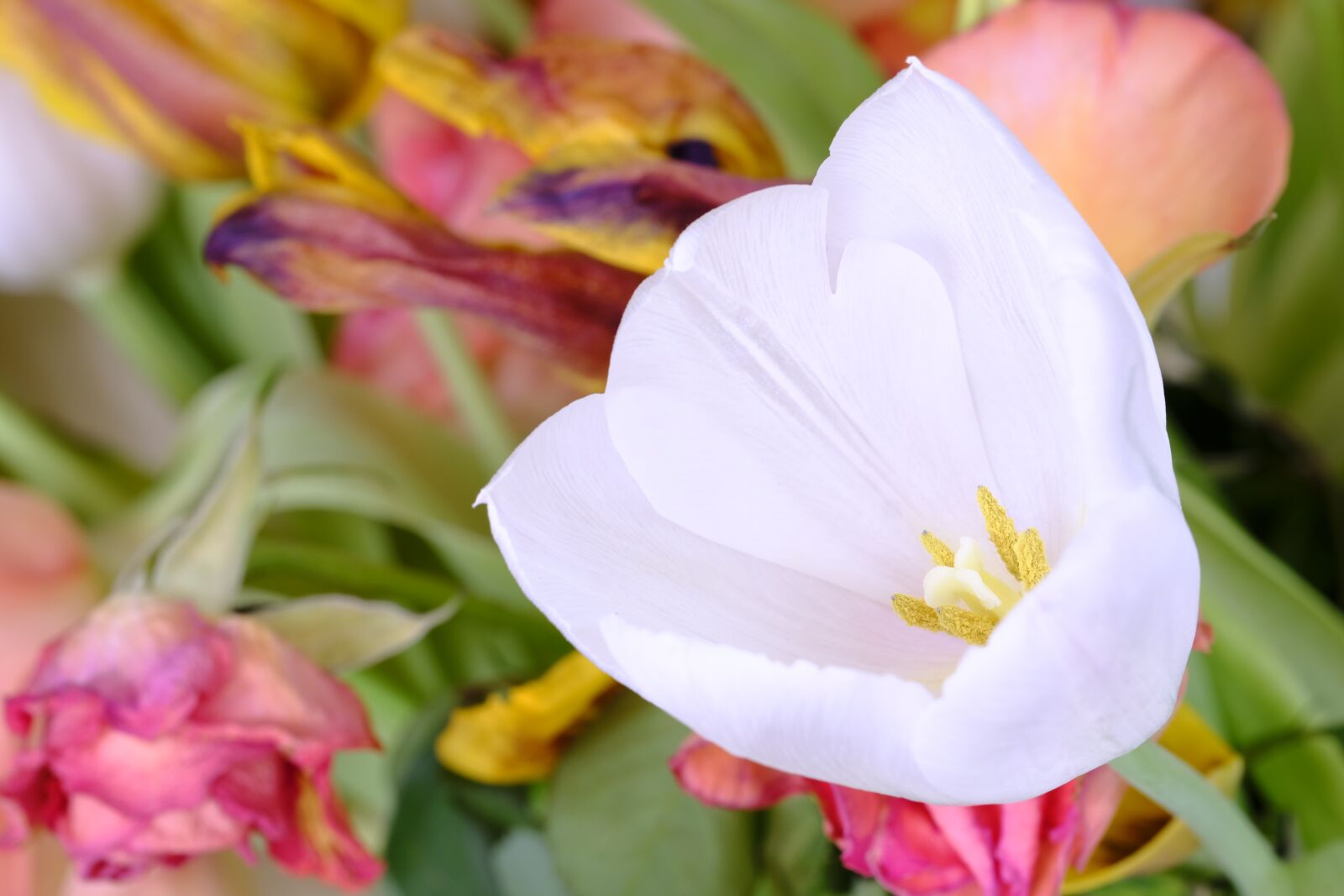 Fujifilm X-T2 + Fujifilm XF 80mm F2.8 R LM OIS WR Macro sample photo. Tulip, tulipa, lilies photography