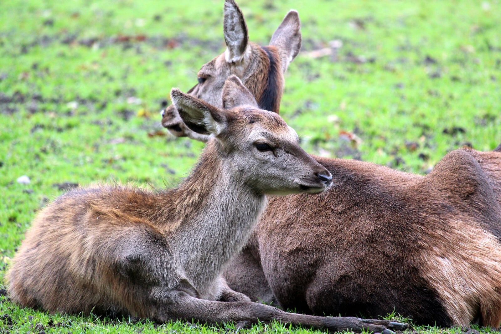 Canon EF-S 55-250mm F4-5.6 IS STM sample photo. Mammal, animal, animal world photography