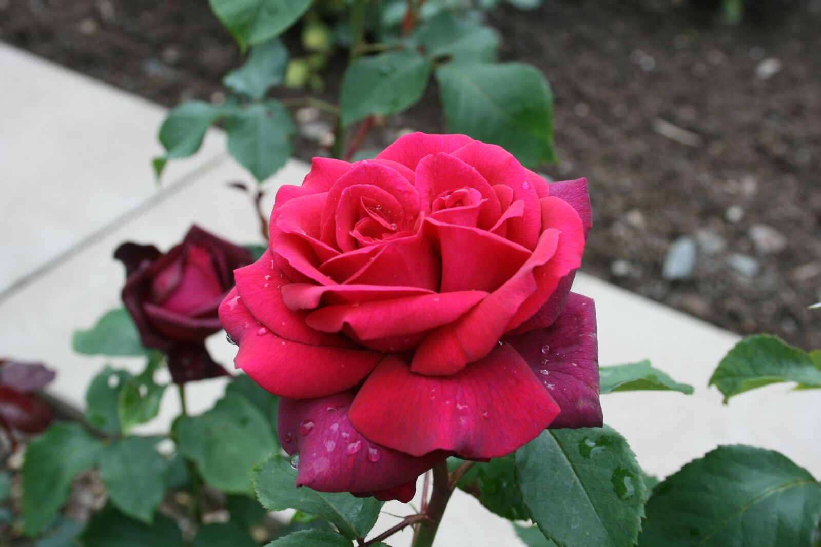 Canon EOS 400D (EOS Digital Rebel XTi / EOS Kiss Digital X) sample photo. Roses, velvety, twin photography