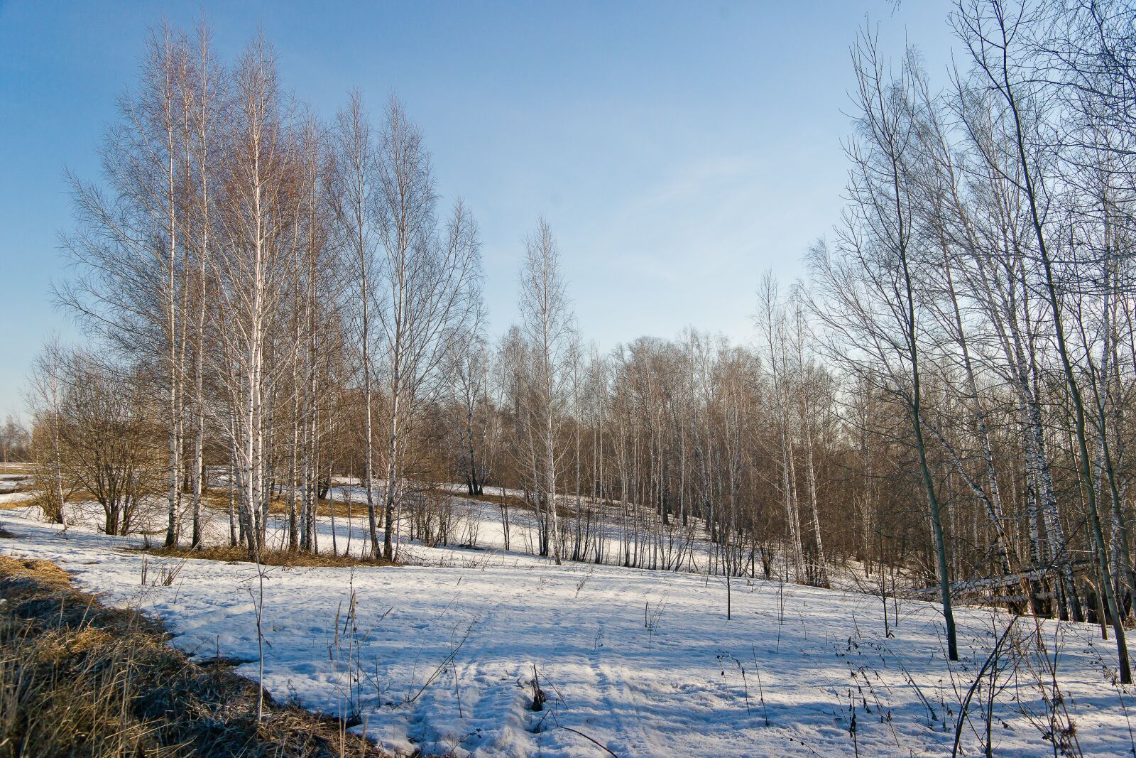 Sony Alpha DSLR-A850 sample photo. Snow, nature, spring photography