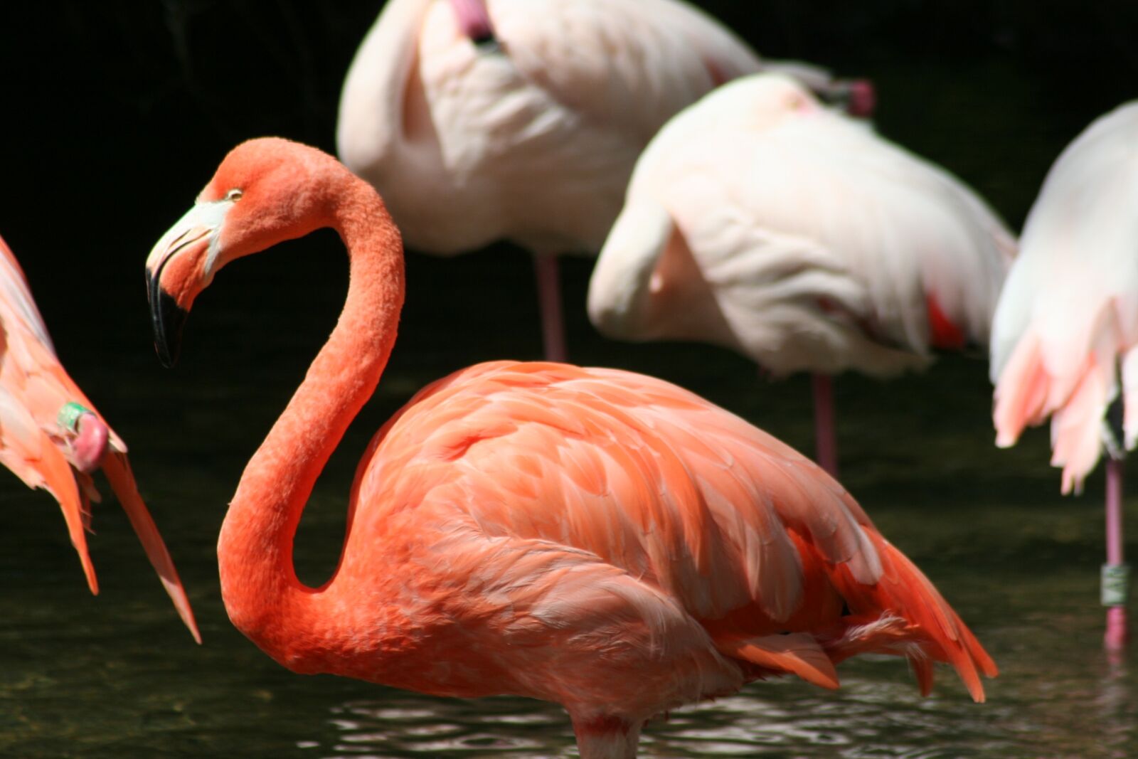 Canon EOS 350D (EOS Digital Rebel XT / EOS Kiss Digital N) sample photo. Bird, flamingo, pink photography