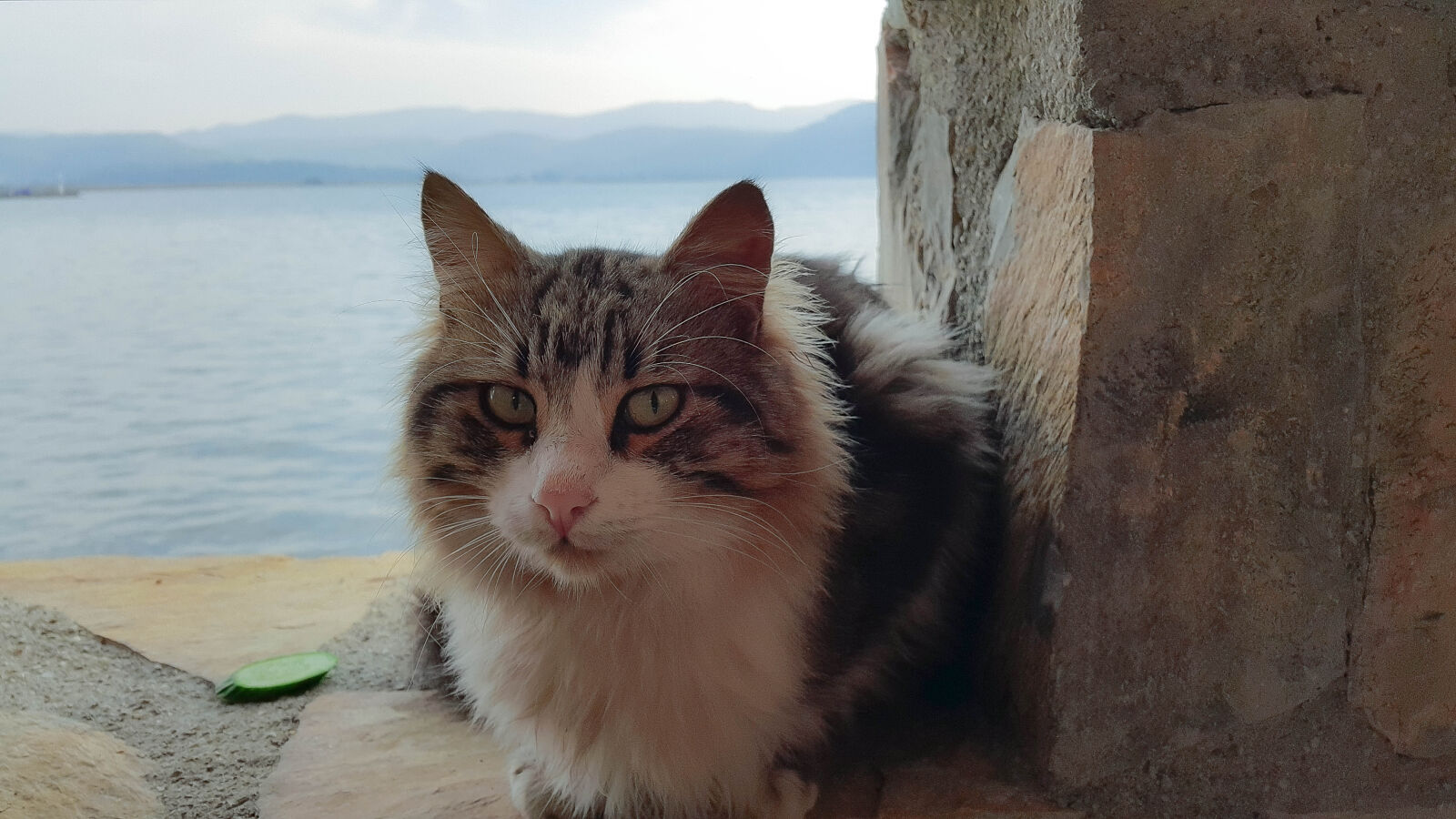 Samsung Galaxy Note4 sample photo. Adorable, animal, cat, close photography