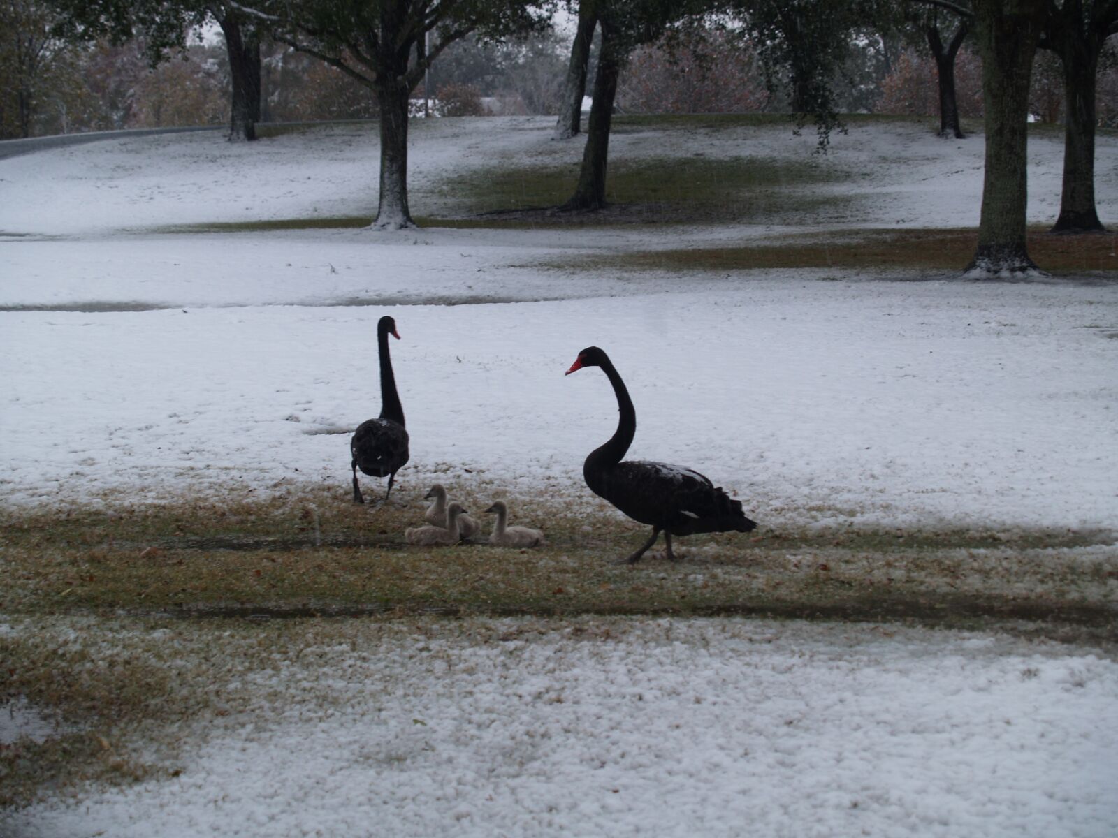 Olympus E-500 (EVOLT E-500) sample photo. Birds, ducks, snow photography