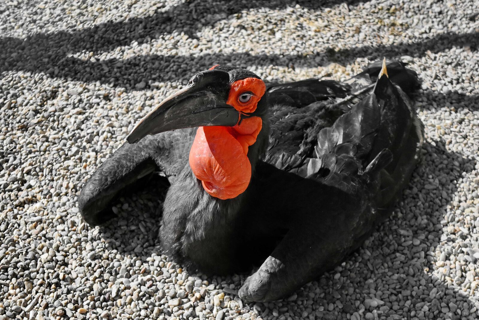 Nikon D5500 sample photo. Bird, black, stone, outdoors photography