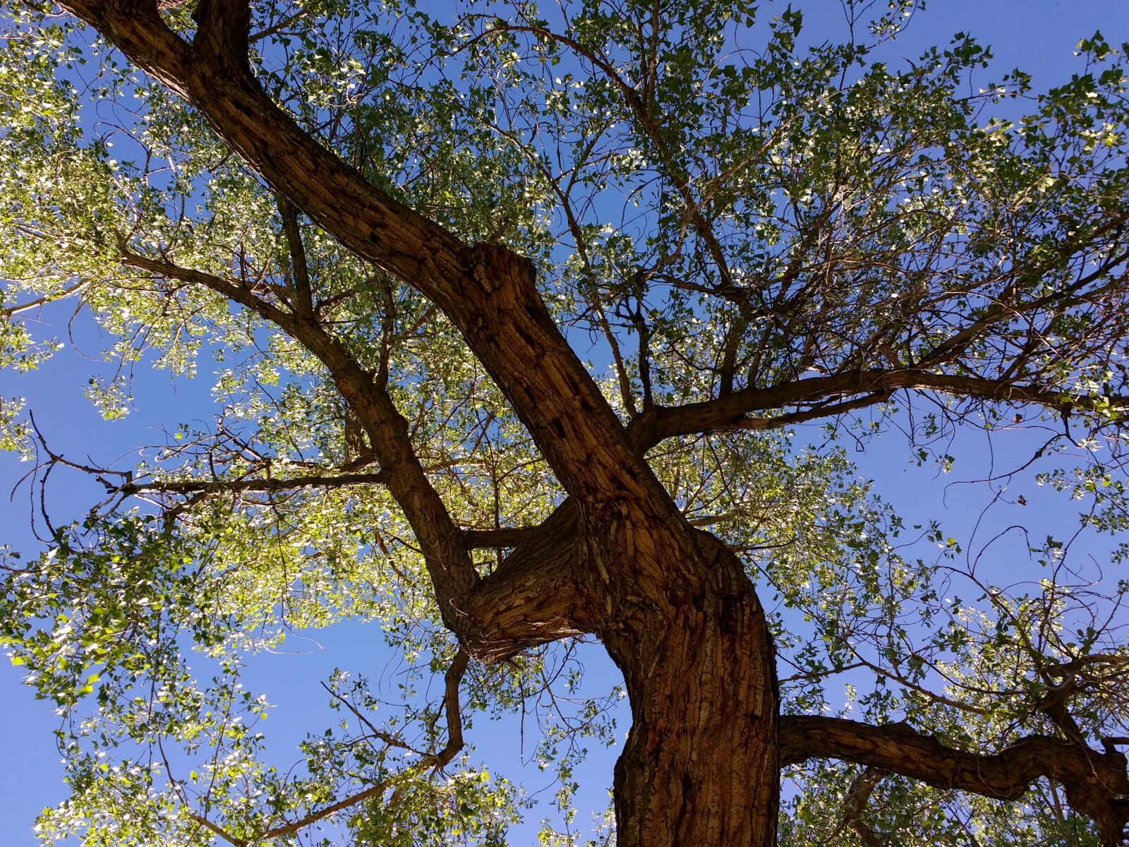 Motorola MotoG3 sample photo. Tree, oak, forest, landscape photography